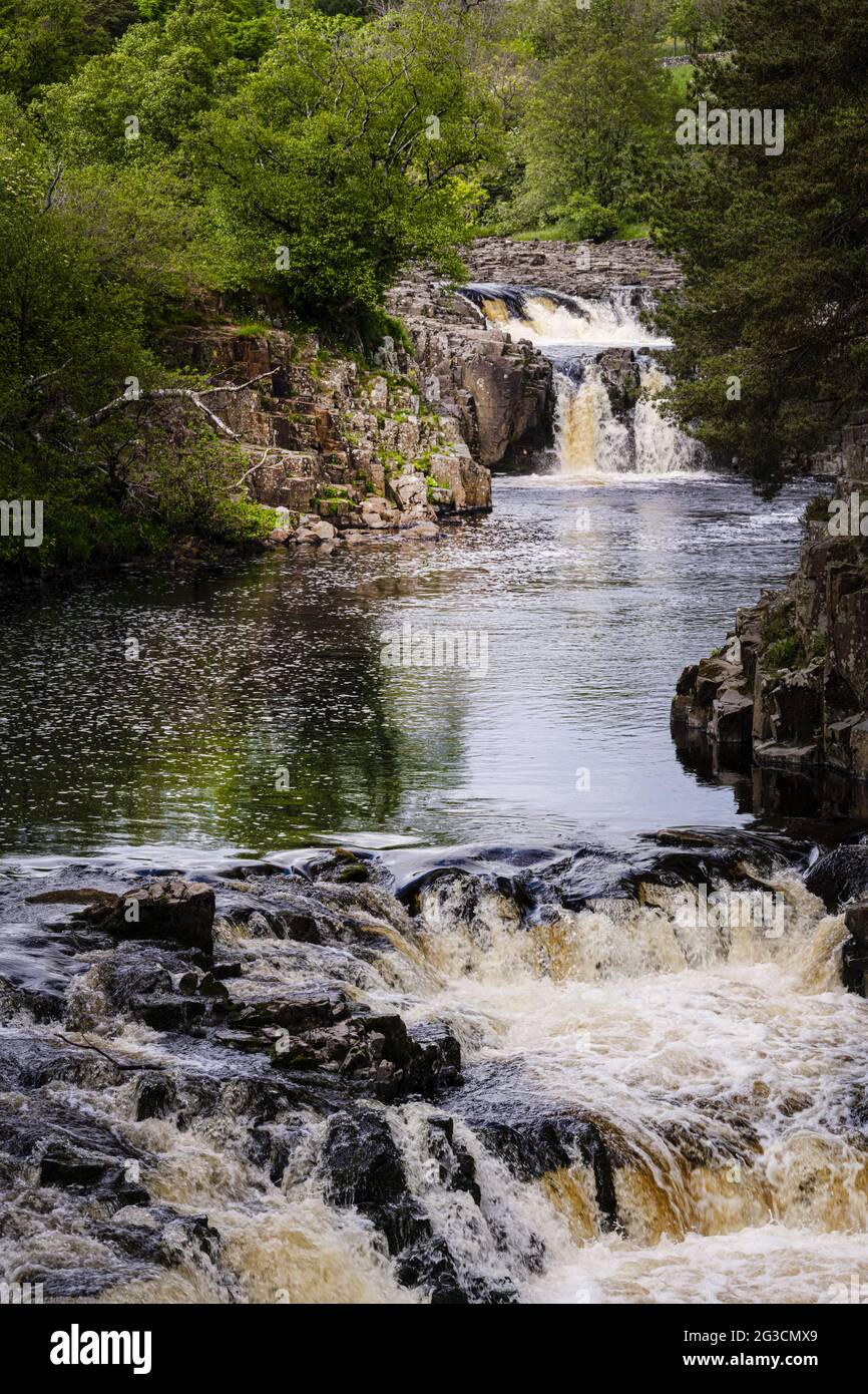 Low Force Wasserfall unter den Bäumen am Fluss Tees in den North Pennines, County Durham, England Stockfoto