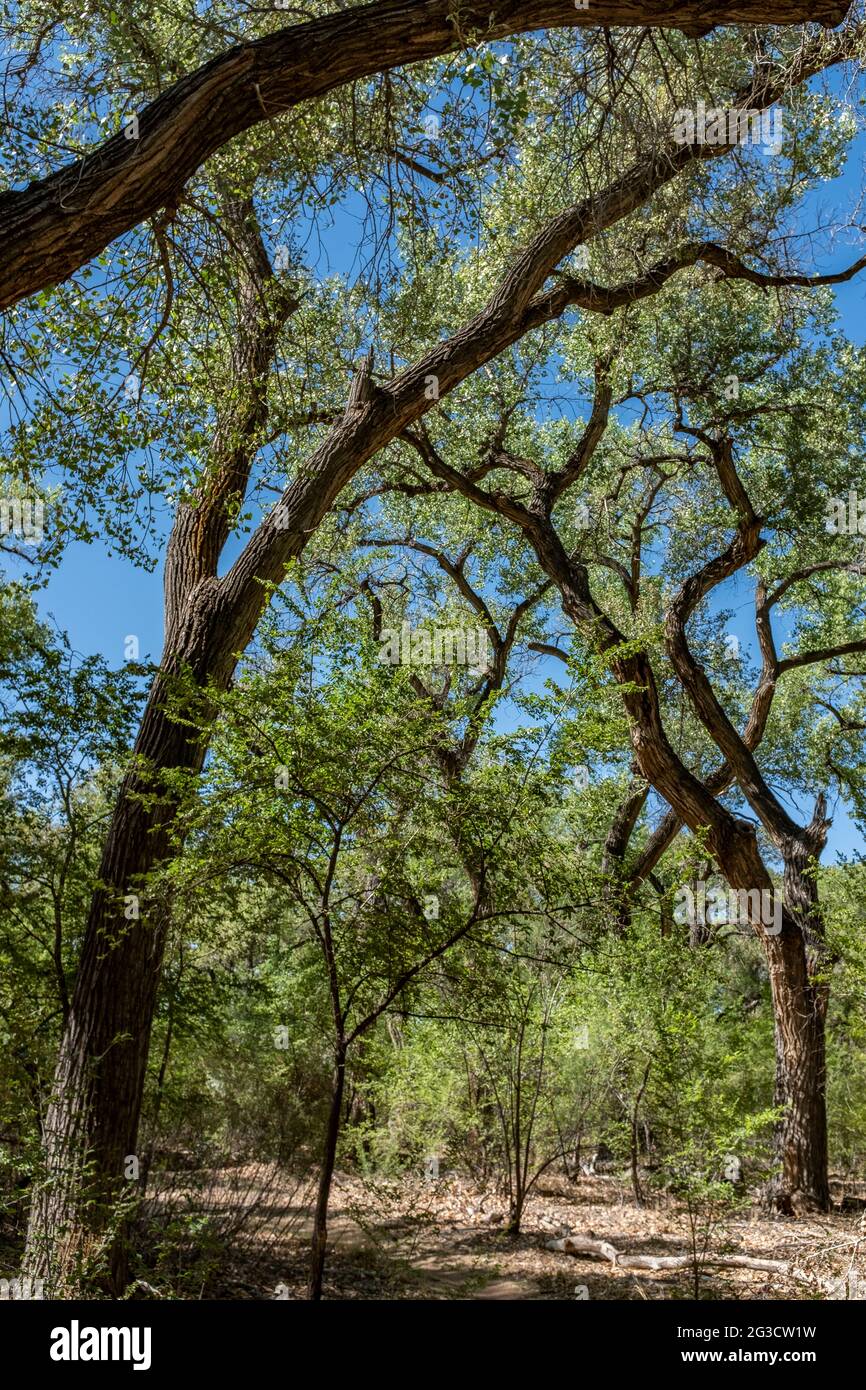 Cottonwood Trees & Trail through Rio Grande bosque (River Forest) in Albuquerque, New Mexico [Paseo del Bosque Trail] Stockfoto