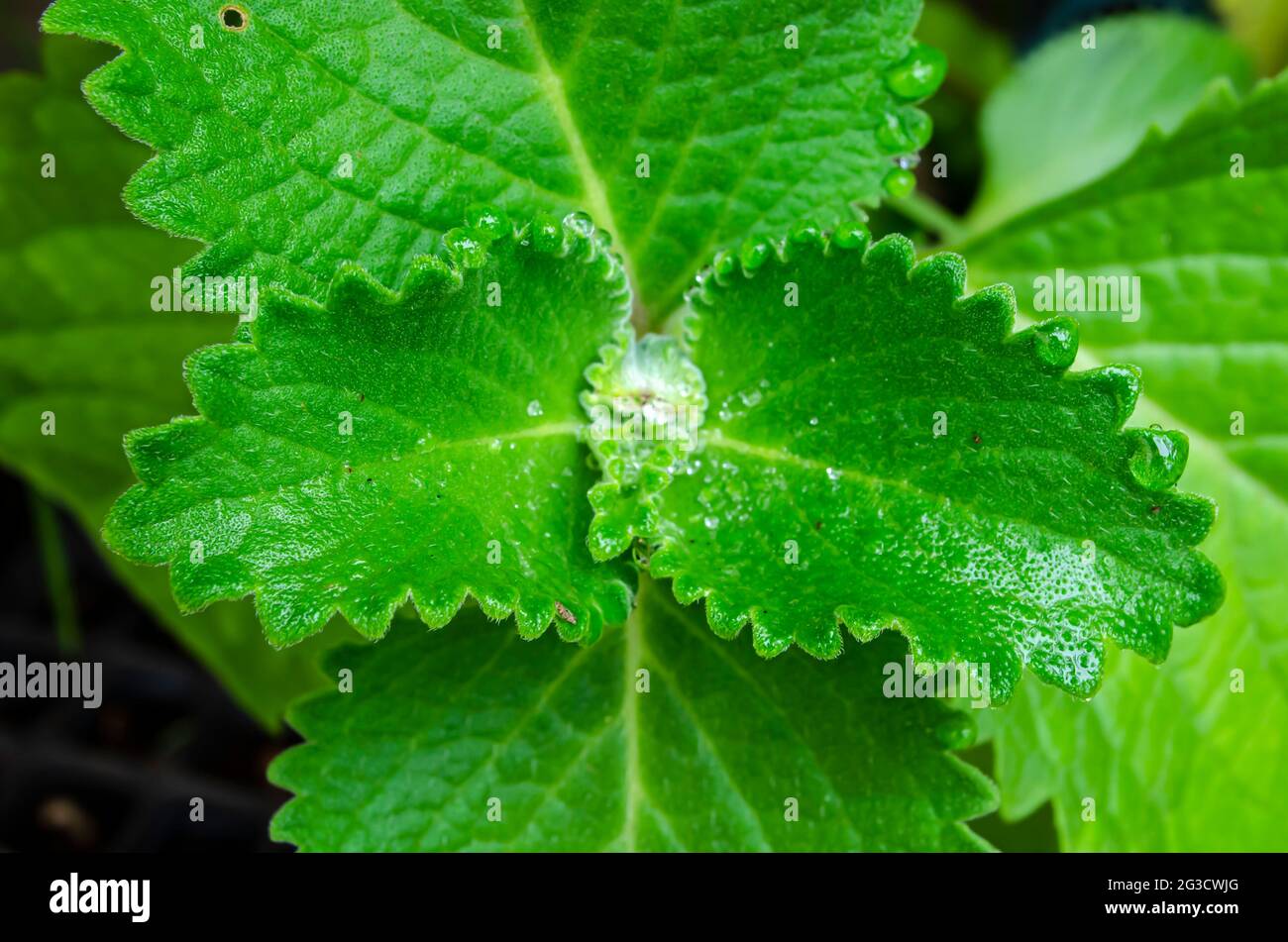 Plectranthus amboinicus Fotos und Bildmaterial in hoher Auflösung Alamy
