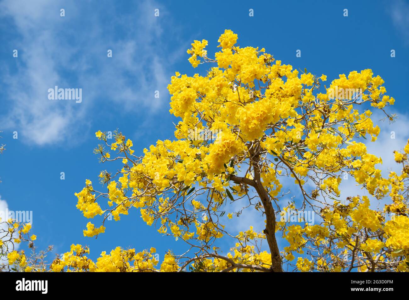30+ Gelb Blühender Baum Frühling, Magst du bäume mit gelben