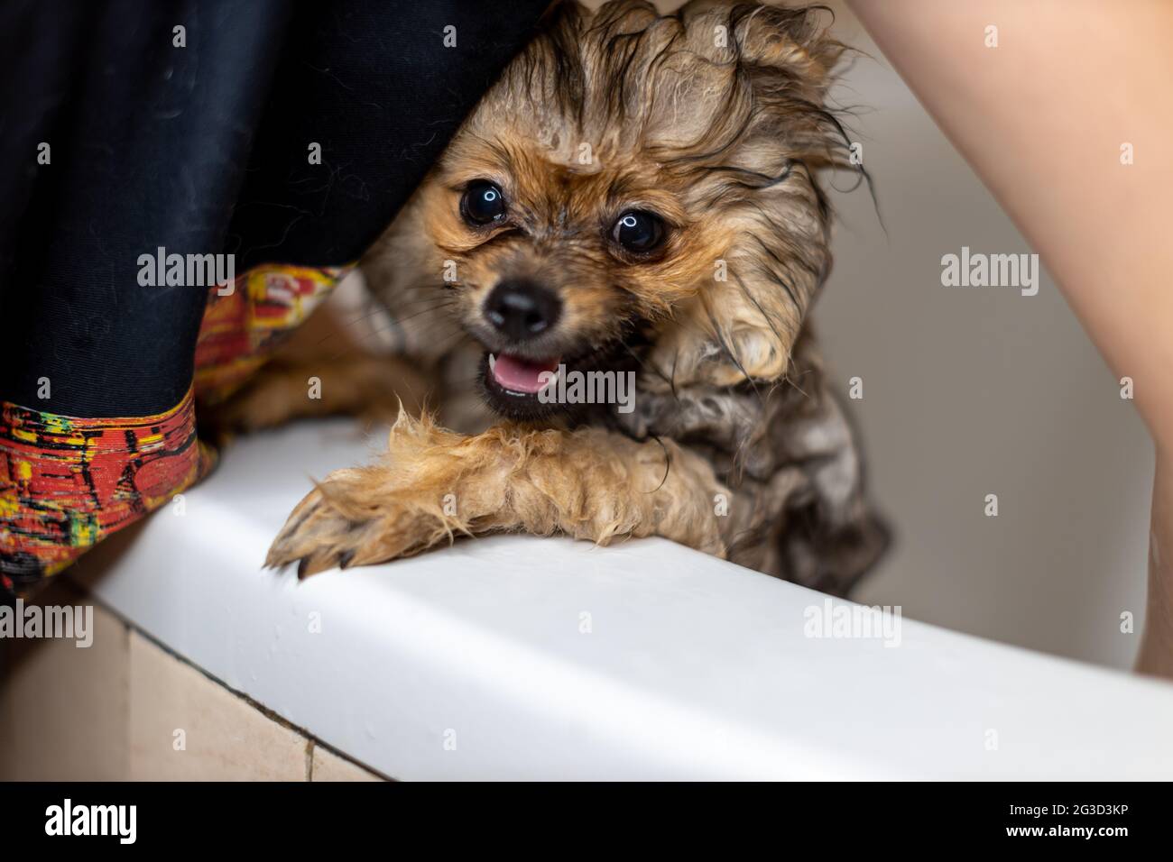 Nahaufnahme eines pommerschen Hundes im Badezimmer zu Hause. Spitz Hund in den Waschprozess mit Shampoo close up Stockfoto