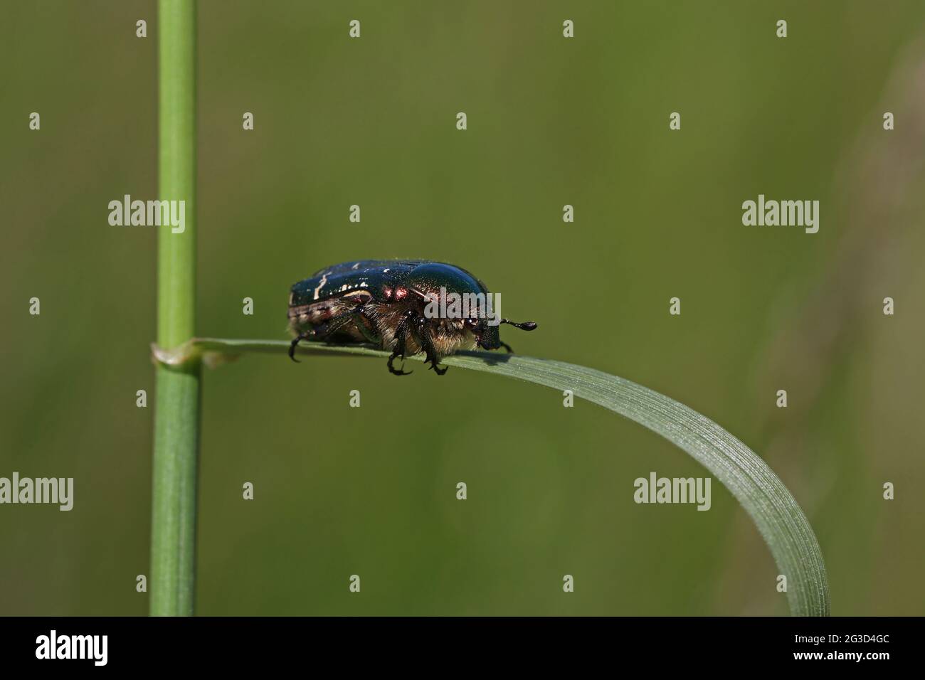 Nahaufnahme eines Käfer von Cetonia aurata, der auf einem grünen Pflanzenblatt auf einem verschwommenen Hintergrund thront Stockfoto