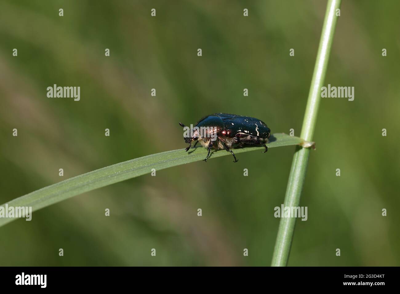 Nahaufnahme eines Käfer von Cetonia aurata, der auf einem grünen Pflanzenblatt auf einem verschwommenen Hintergrund thront Stockfoto
