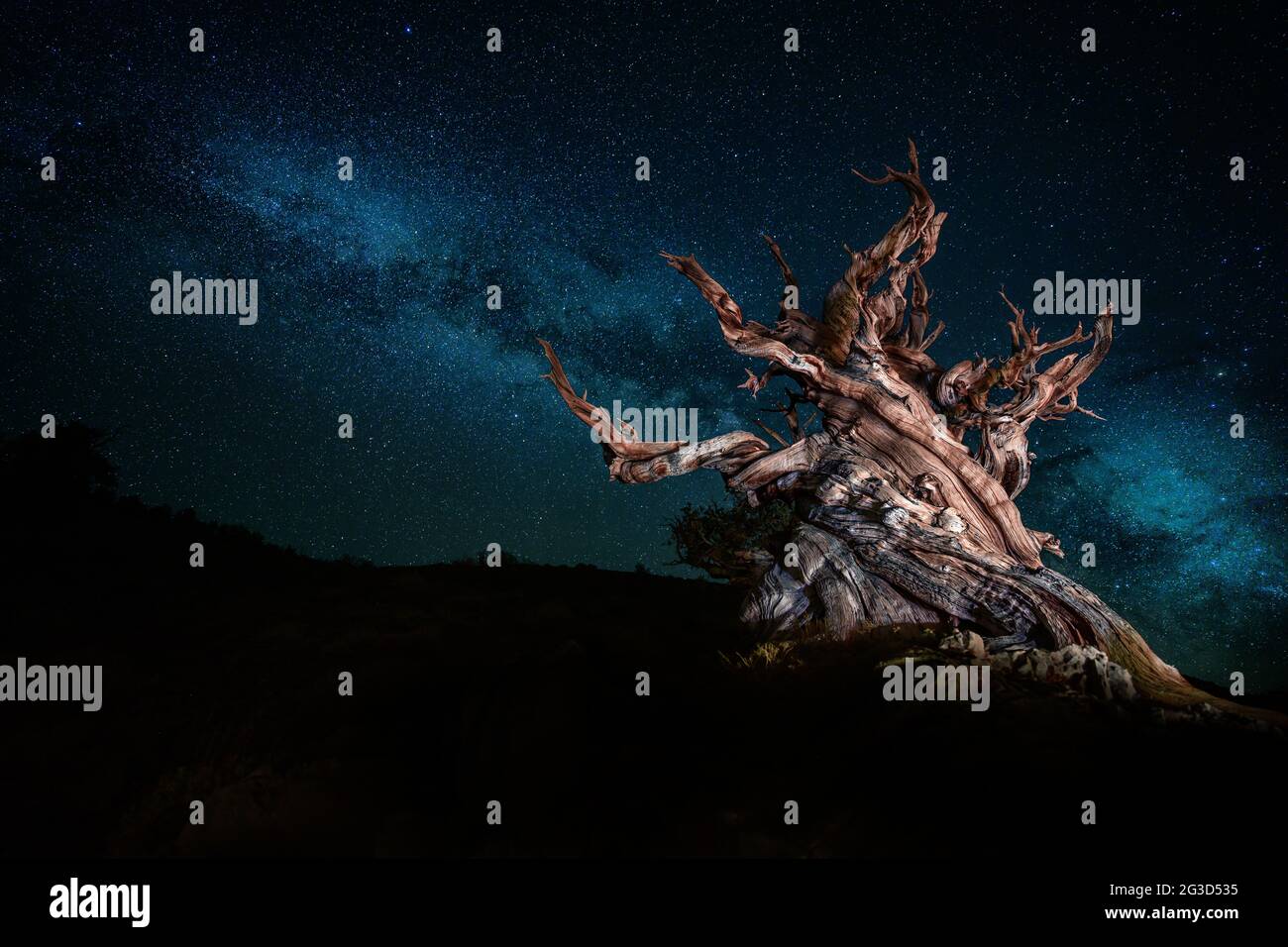 Dort im alten Kiefernwald von Bristlecone befindet sich die älteste existierende Lebensform der Erde. Eine über 5000 Jahre alte Borstenkiefer. Stockfoto