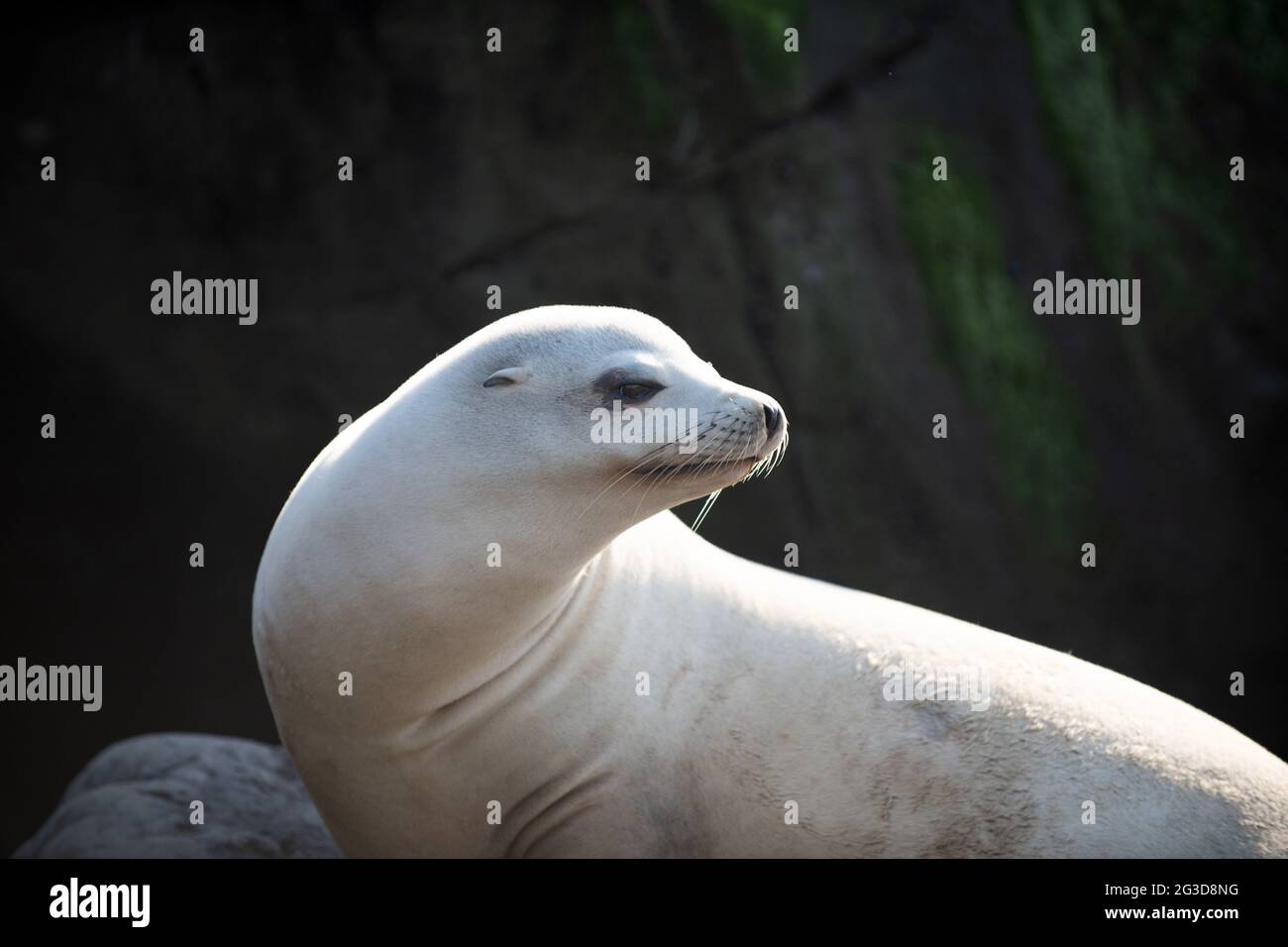 Kappelzrobben. Wildlife-Konzept mit Seelöwen. Stockfoto