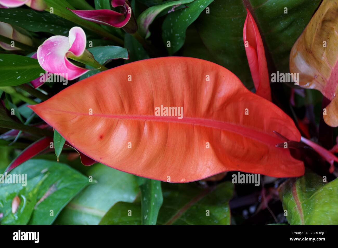 Das leuchtend rote Blatt der Philodendron Prinz von Orange Pflanze  Stockfotografie - Alamy