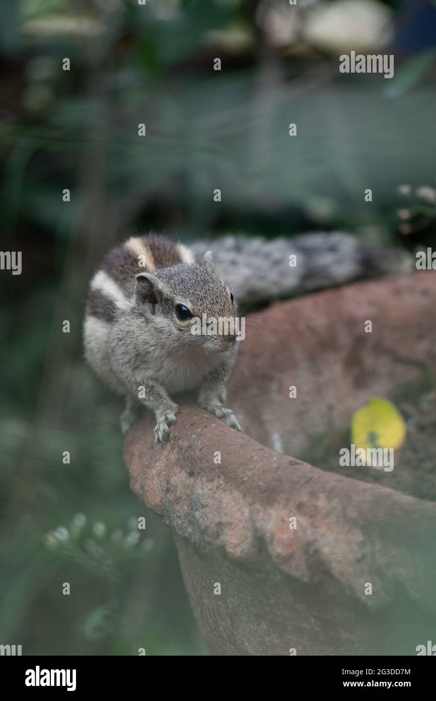 Vertikale selektive Fokusaufnahme eines niedlichen kleinen Chipmunks, der am Rand eines Blumentopfes steht Stockfoto