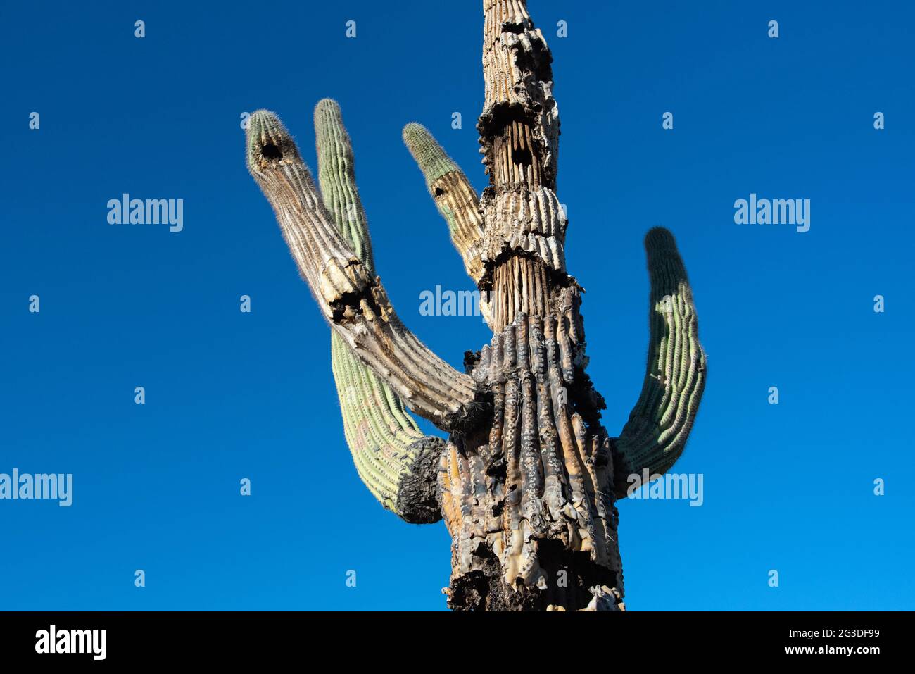 Saguaro Kaktus (Carnegiea gigantea) stirbt langsam ab Stockfoto