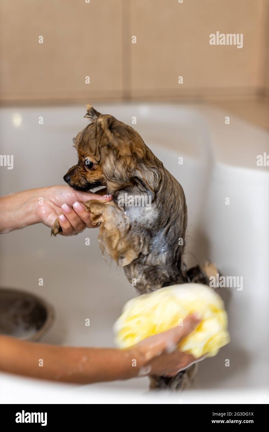 Sehr kleiner pommerischer Hund. Nimmt ein Bad, zwei Hände des Besitzers reinigen das Tier in einem weißen Bad, das glückliche Tier sieht die Person mit großer Liebe an Stockfoto