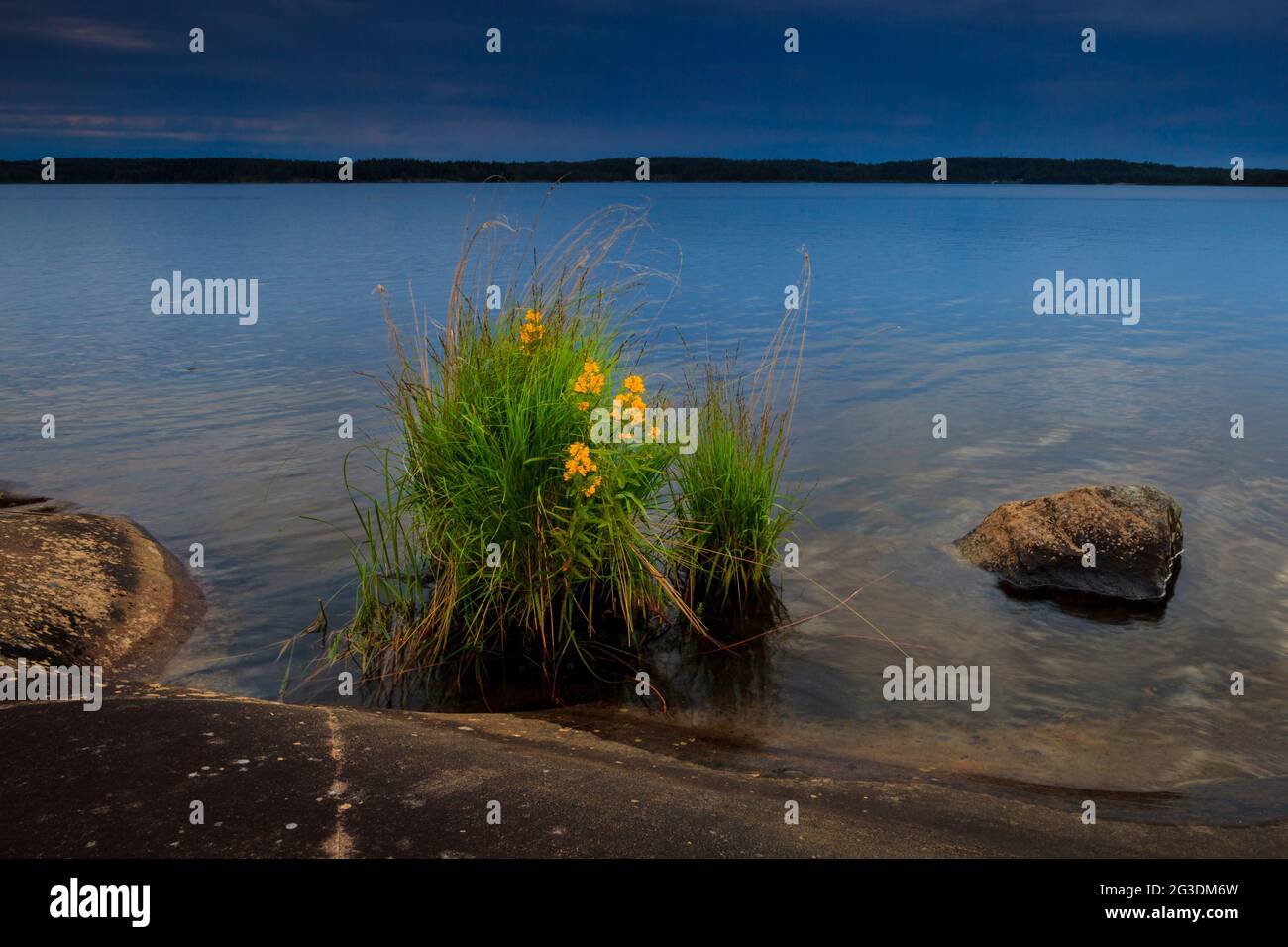 Sommerlandschaft mit gelben Blumen und grünen Pflanzen am See von Brattholmen im See Vansjø, Østfold, Norwegen, Skandinavien. Stockfoto