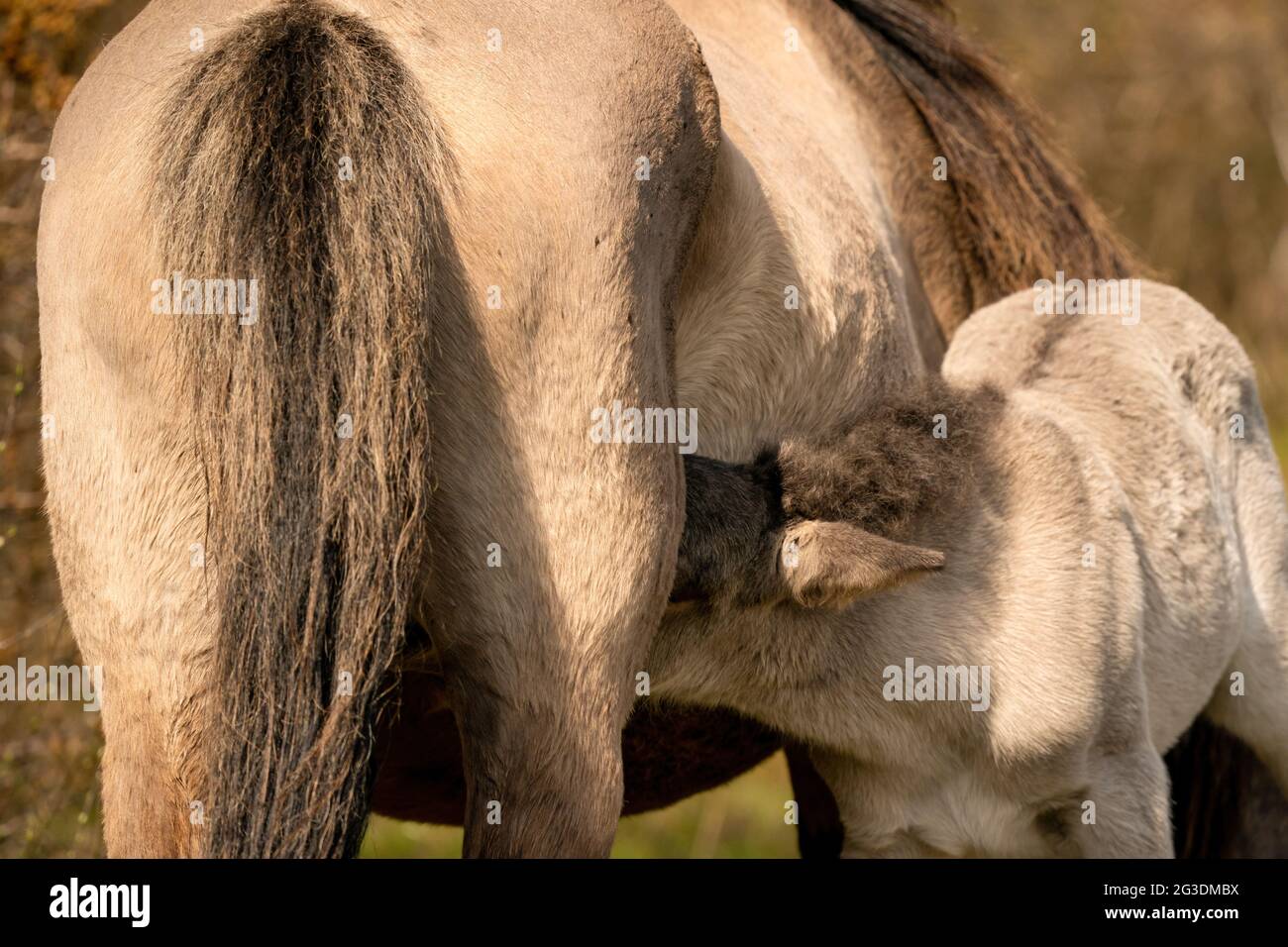 Neugeborenes Fohlen, cremefarbene Haare mit schwarzem Schwanz und Mähne. Das Fohlen trinkt Milch von der Mutter Stockfoto