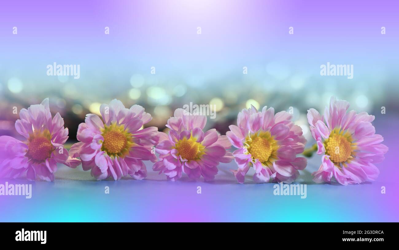 Schöne Natur Hintergrund.Florale Kunst Design.Abstrakte Makro-Fotografie.Gänseblümchen Blume.Violett Hintergrund.Kreative Künstlerische Wallpaper.Hochzeitseinladung Stockfoto