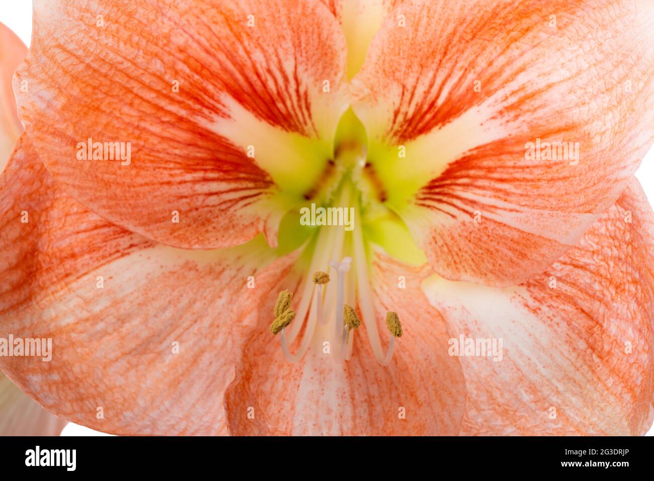 Schöne orange Amaryllis Blume oder Hippeastrum isoliert auf weißem Hintergrund, Nahaufnahme Stockfoto