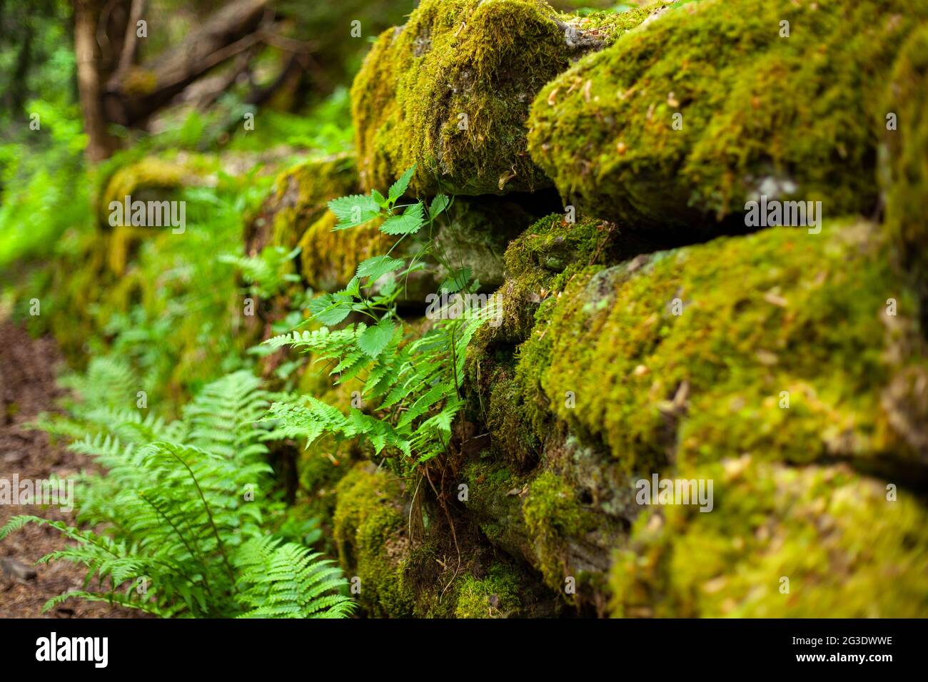 Eine Mauer aus Steinen, die von grünem, gelbem Moos bedeckt ist Stockfoto