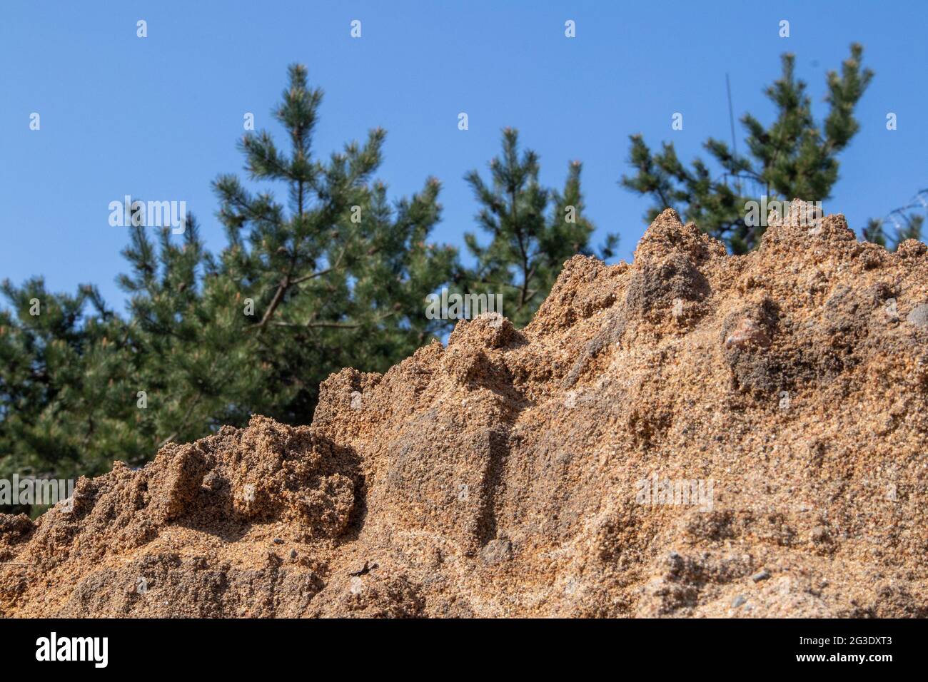 Sonnige Landschaft mit einem kleinen Pinienwald gegen blauen Himmel, der auf einem steilen sandigen Hügel wächst Stockfoto