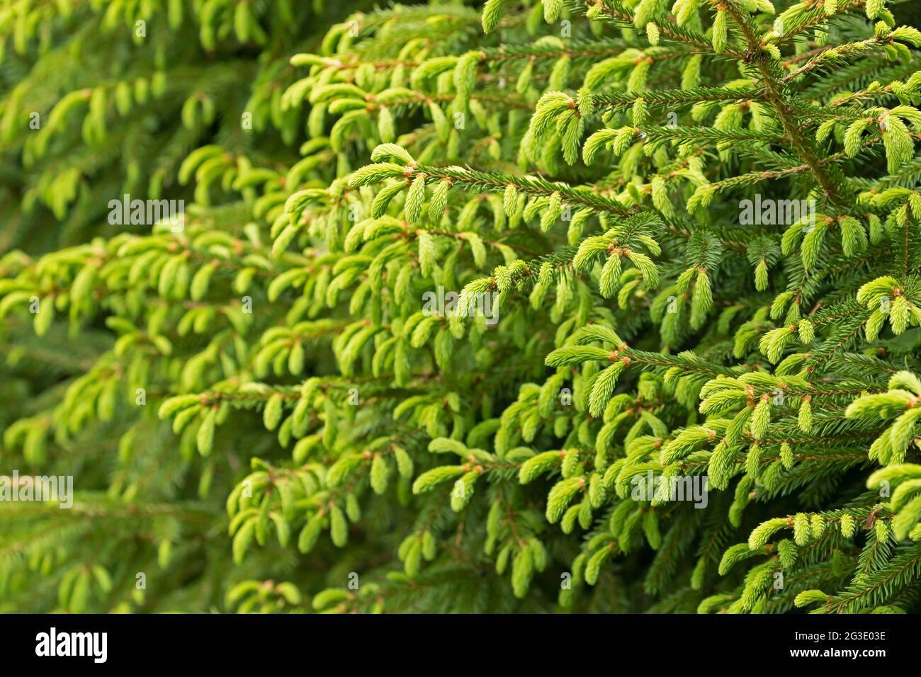 Nahaufnahme von Ästen der norwegischen Fichte (Picea abies) mit jungen Trieben im Frühjahr, Umweltschutz und neuem Lebenskonzept Stockfoto