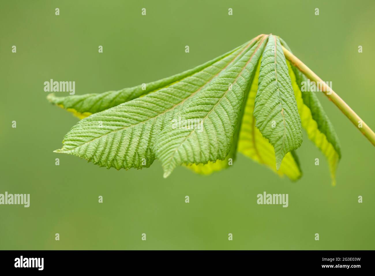 Junges frisches Blatt der Rosskastanie (Aesculus hippocastanum) auf grünem Hintergrund Stockfoto