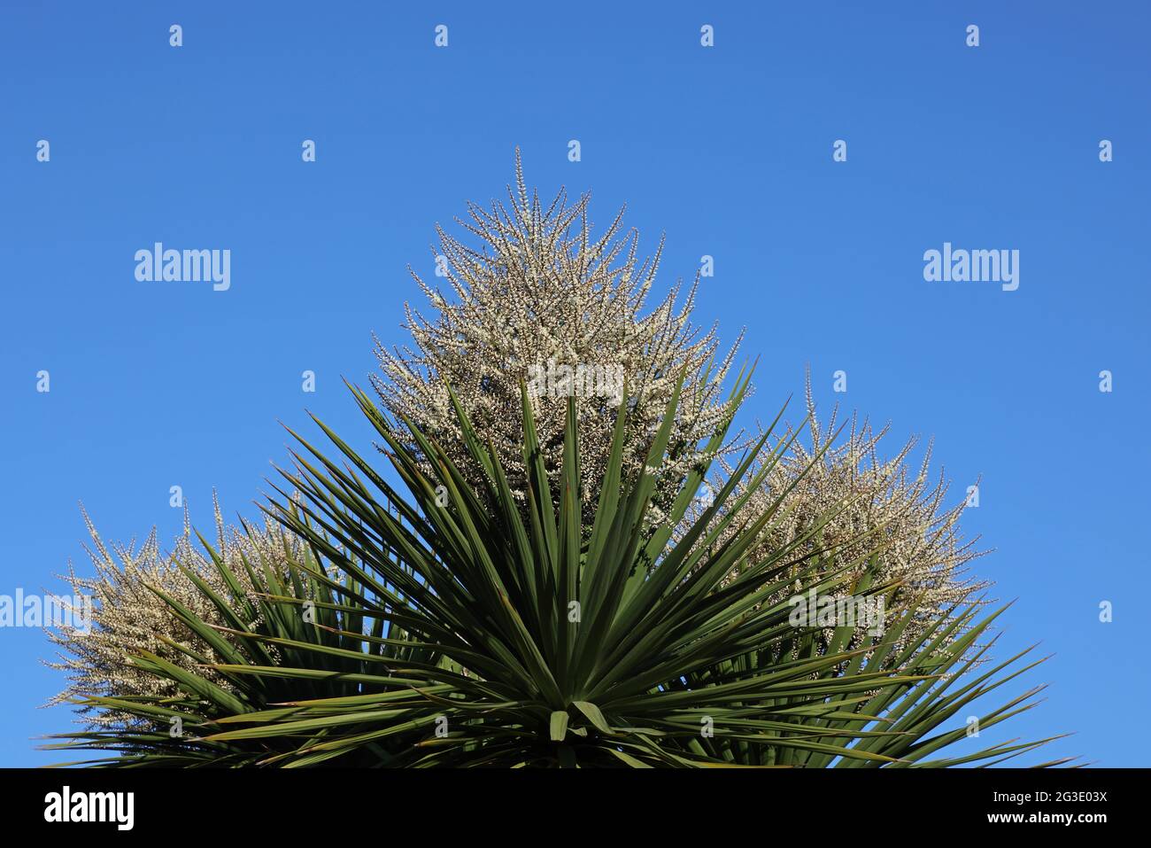 Blühender Cordyline Australis-Baum, gesehen gegen einen blauen Himmel in England, Großbritannien im Juni. Stockfoto