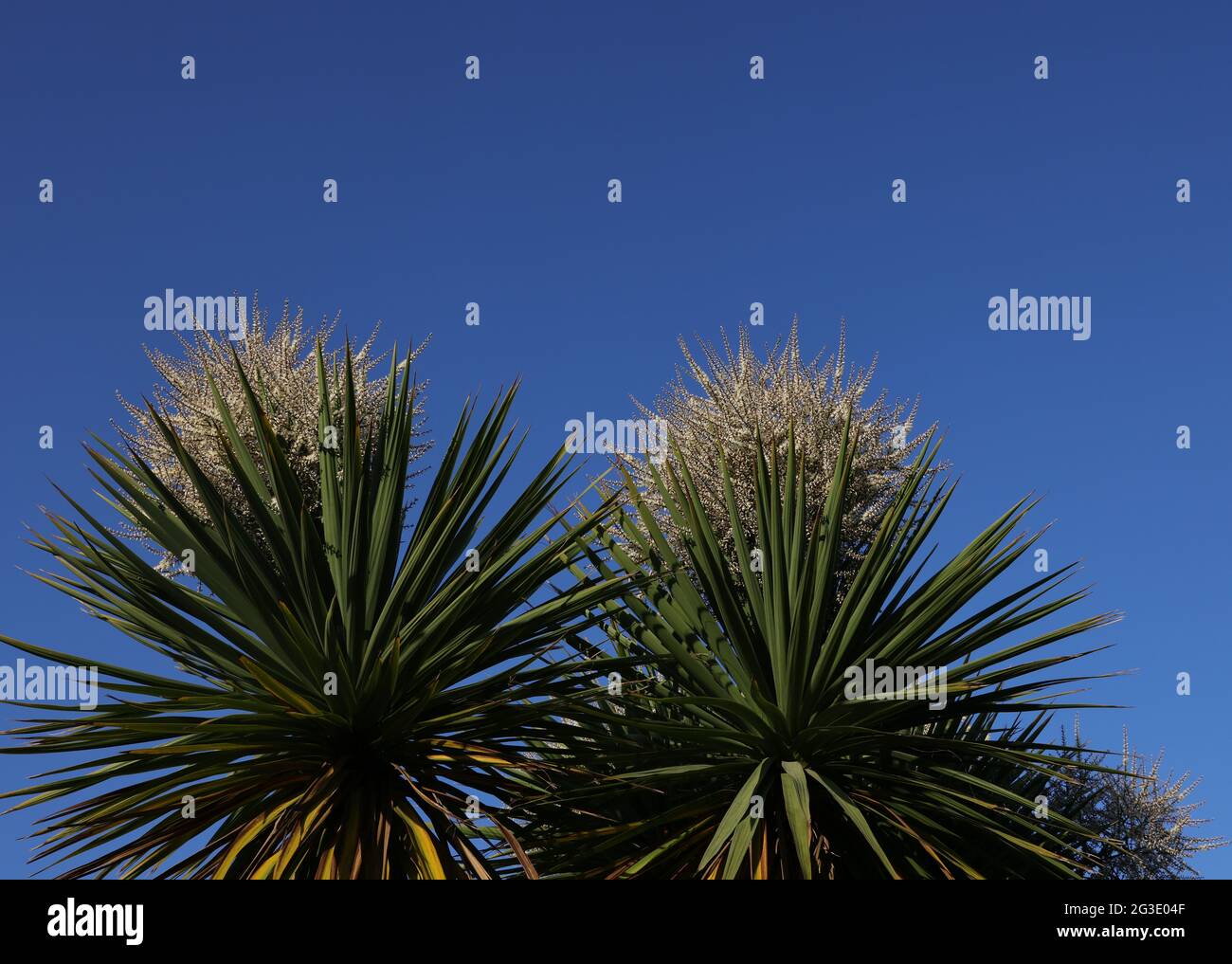 Blühender Cordyline Australis-Baum, gesehen gegen einen blauen Himmel in England, Großbritannien im Juni. Stockfoto