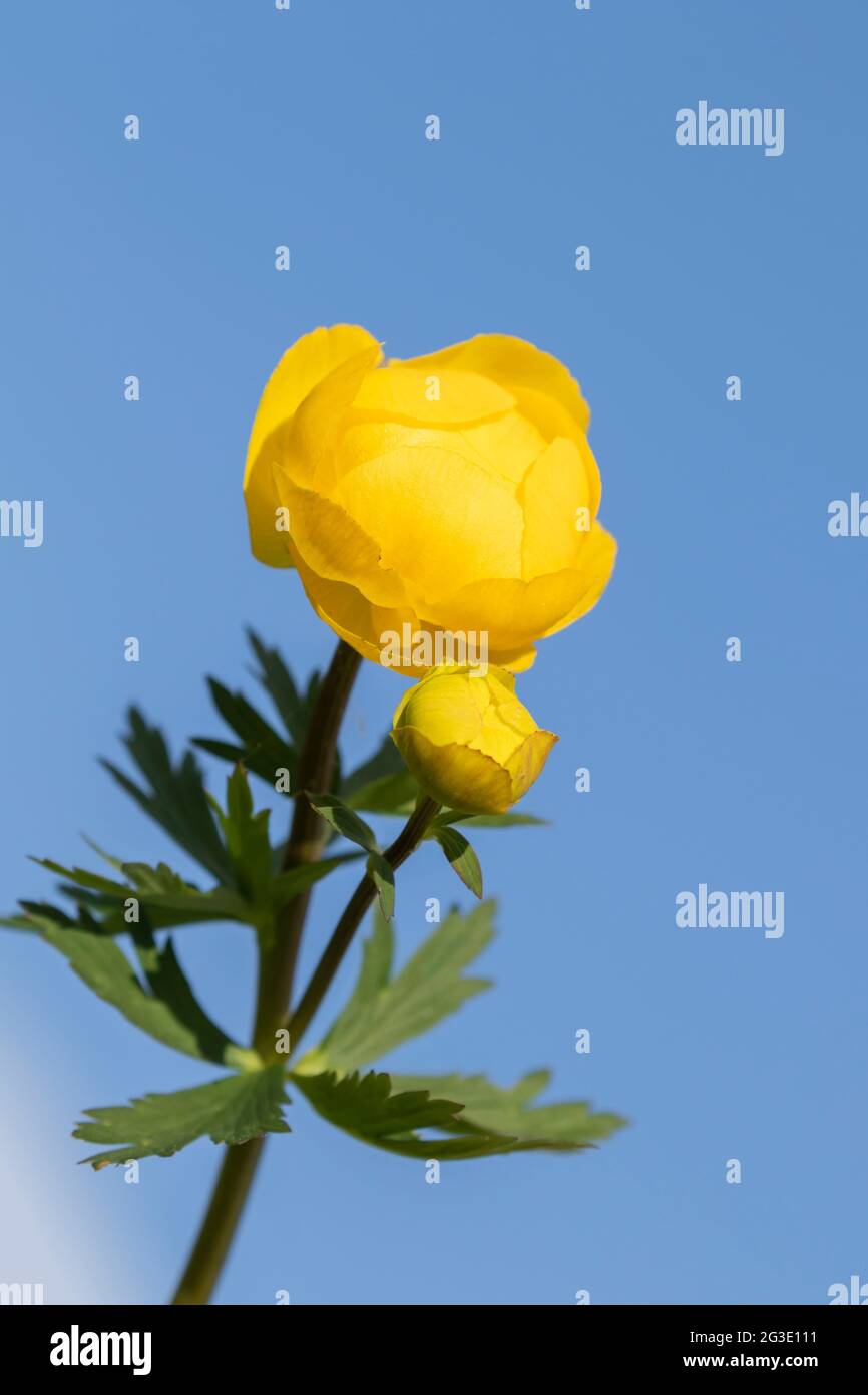 Globeflower (Trollius europaeus) blüht am blauen Himmel ein sonniger Sommertag in der estnischen Natur, Nordeuropa Stockfoto