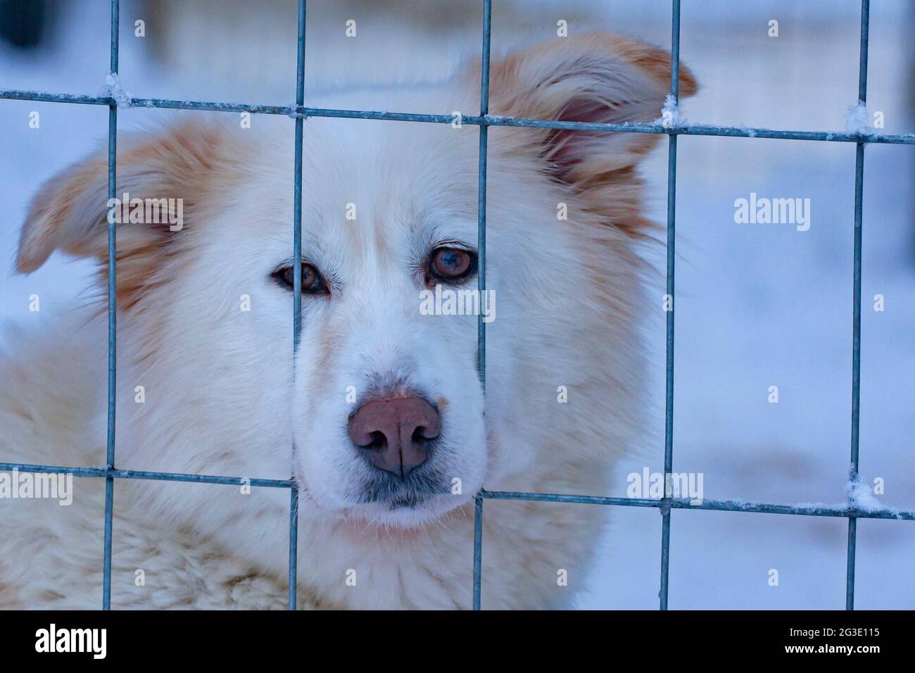 Ein Porträt eines traurigen weißen Schlittenhundes, der durch den Netzzaun im Zwinger schaut Stockfoto