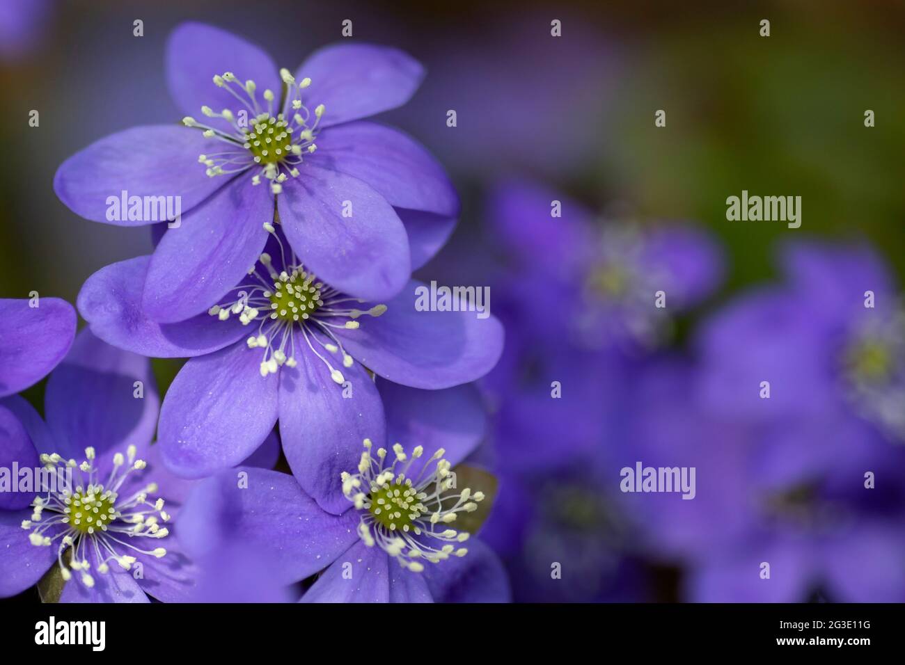 Nahaufnahme von Blüten der gewöhnlichen Hepatica (Hepatica nobilis, Anemone hepatica) Stockfoto