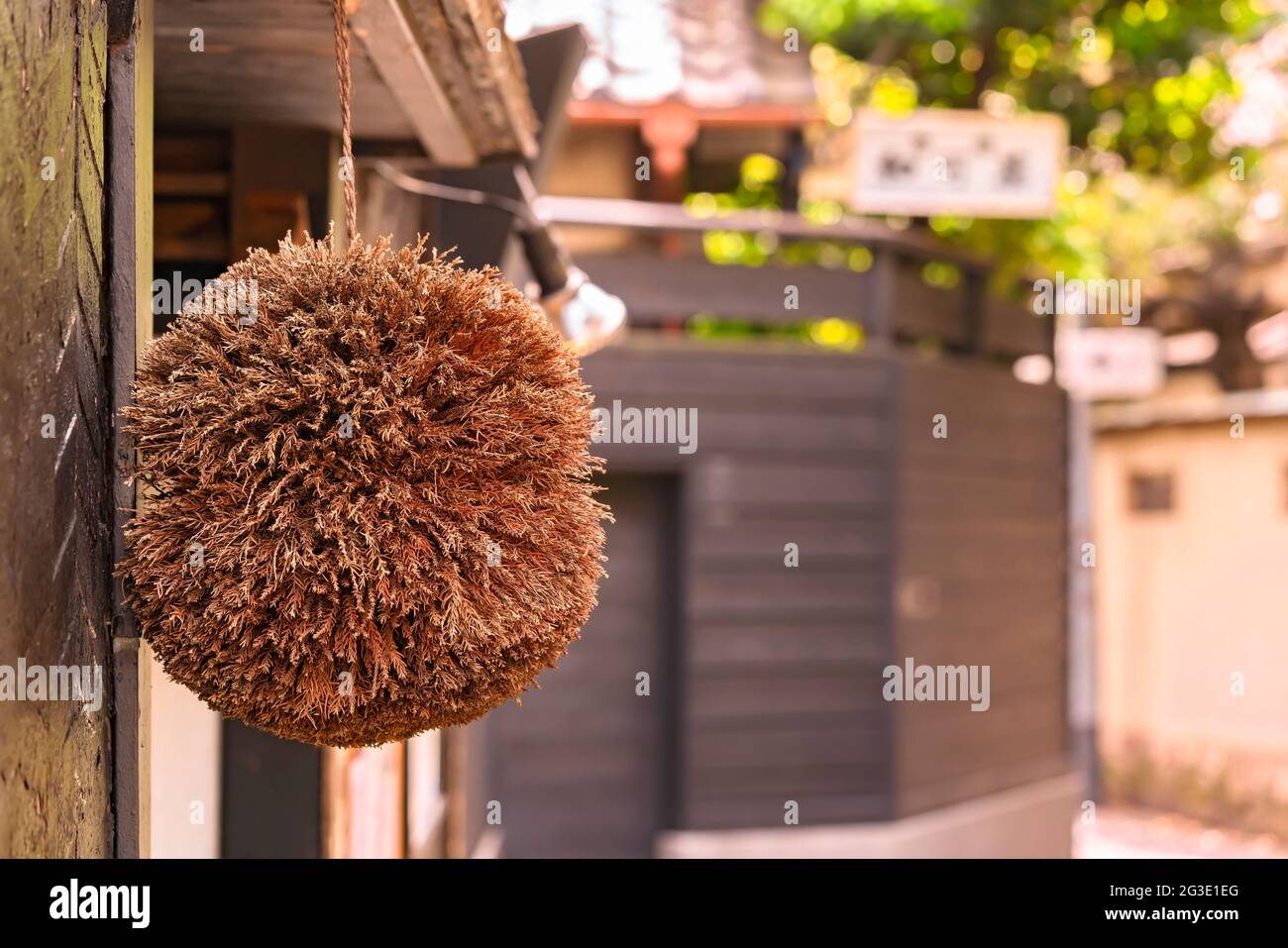 Nahaufnahme eines Sugidama-Balls aus getrockneter japanischer Zeder oder Redwood, Symbol eines neuen Sake-Draw, der von einem Brauer am Eingang eines traditionellen Kaiseki RE gehängt wird Stockfoto