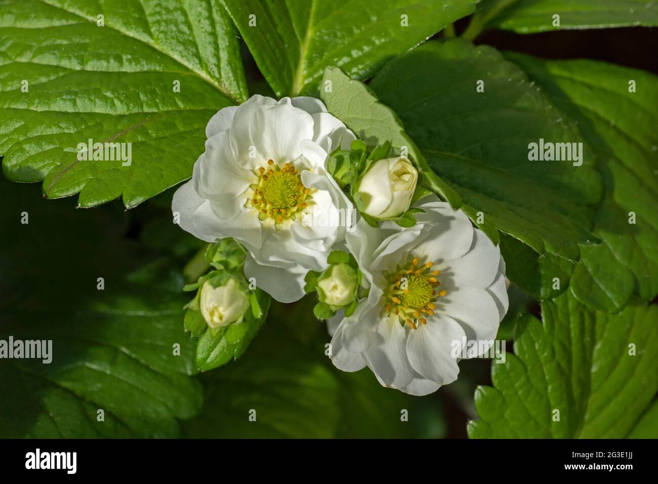 Weiß gelb-zentrierte Blüten der Erdbeere (Fragaria ananassa) auf natürlichem grünem Blattgrund. Konzept des Anbaus eigener gesunder Lebensmittel Stockfoto