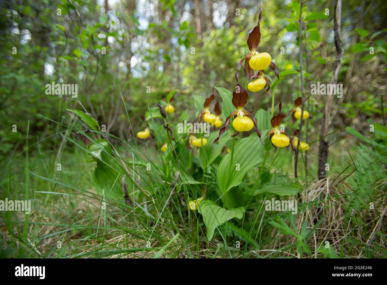 Seltene Wildblumen- Frauenschuh-Orchidee (Cypripedium calceolus), die im Frühling in ihrem Lebensraum in der estnischen Natur blüht Stockfoto