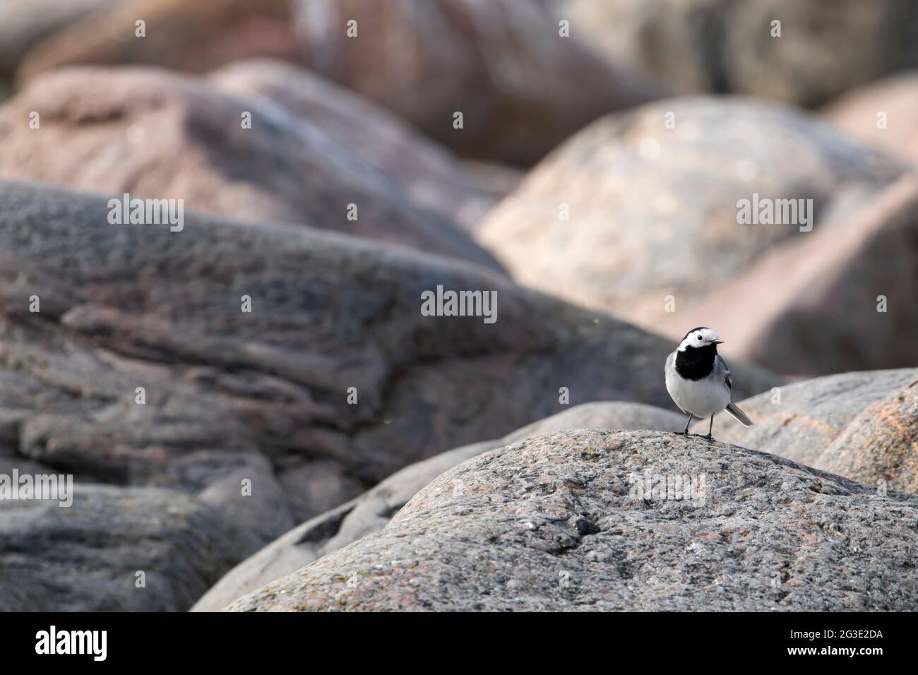 Kleine entzückende singvögel, weiße Bachstelze, Motacilla alba, die auf einem Granitfelsen in estnischer Natur steht Stockfoto