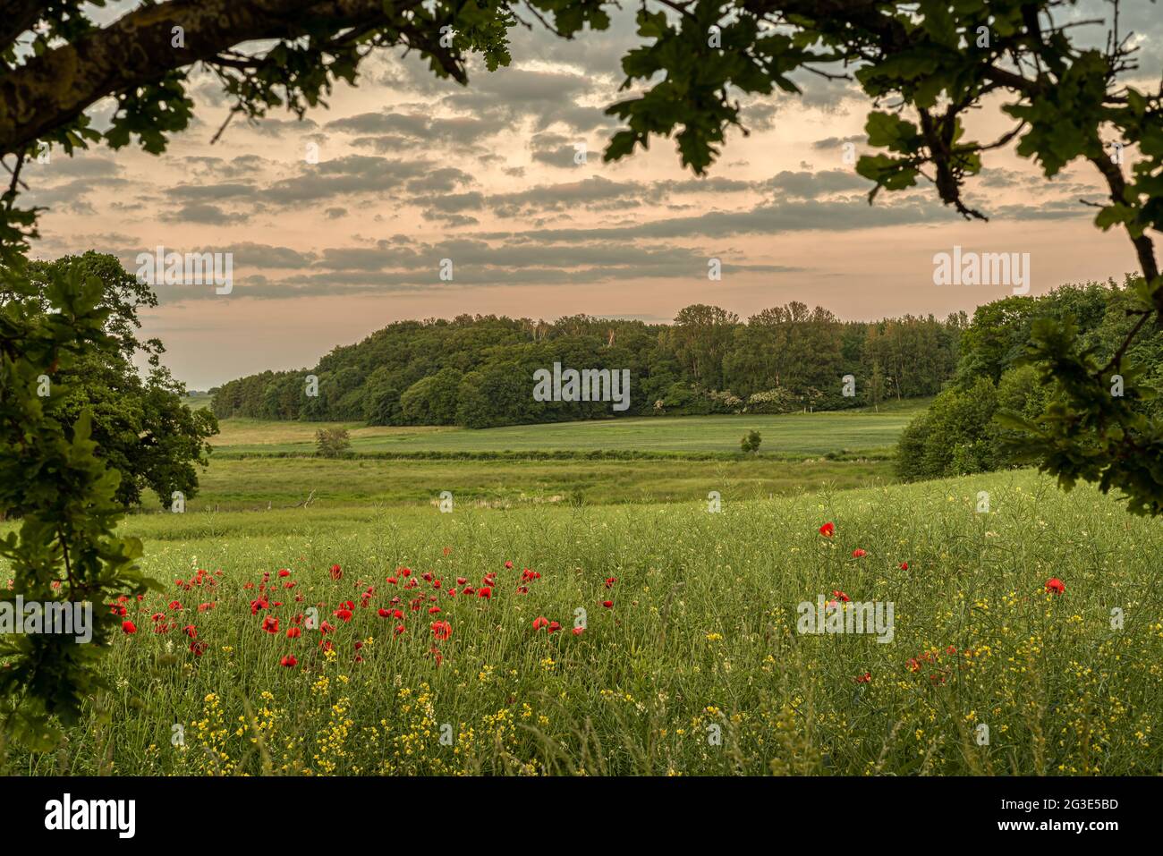 Eine wunderschöne grüne Landschaft und rote Mohnblumen, eingerahmt von einer alten Eiche kurz vor Sonnenuntergang, Dänemark, 9. Juni 2021 Stockfoto