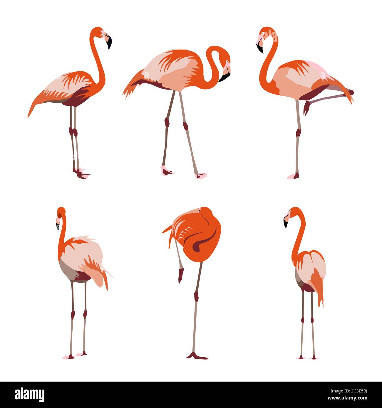 Orangene rot-gelbe und rosa Flamingo-Set-Vektor-Illustration. Exotischer tropischer Vogel in verschiedenen Posen für dekoratives Textildesign und Muster Stock Vektor