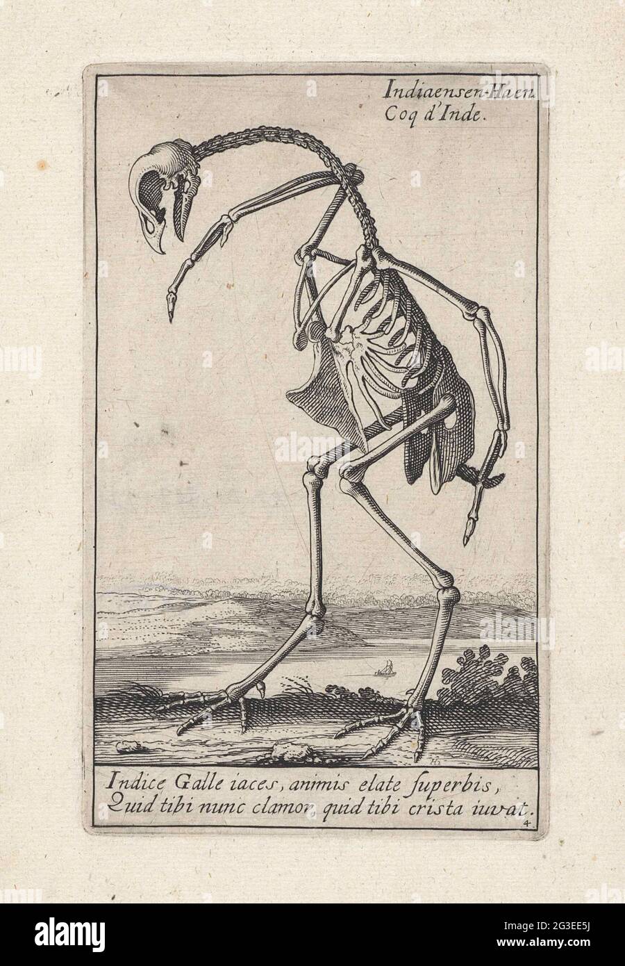 Skelett eines indischen Hahns; Tierskelette. Das Skelett eines indischen Hahns. Am unteren Rand eines zweibeinigen lateinischen Textes. Druck aus einer Reihe von Skelettdarstellungen der Druckerei Hendrick Hondius I (Newholst.243-258), Andries Jacobsz. Stock (Hollst.4-10) und Simon Frisius. Stockfoto