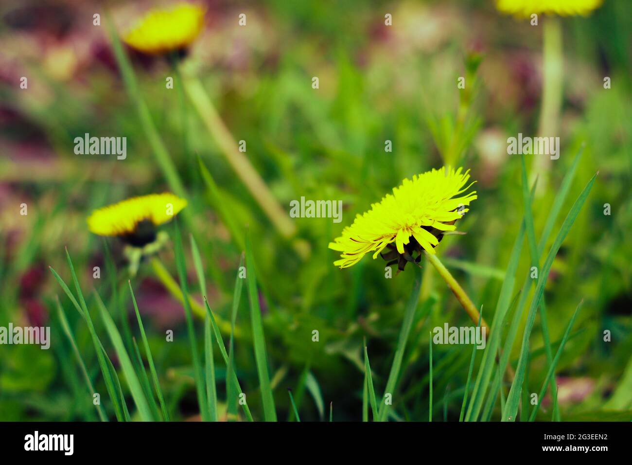Dandelionen blühen spaltet Tonung Stockfoto