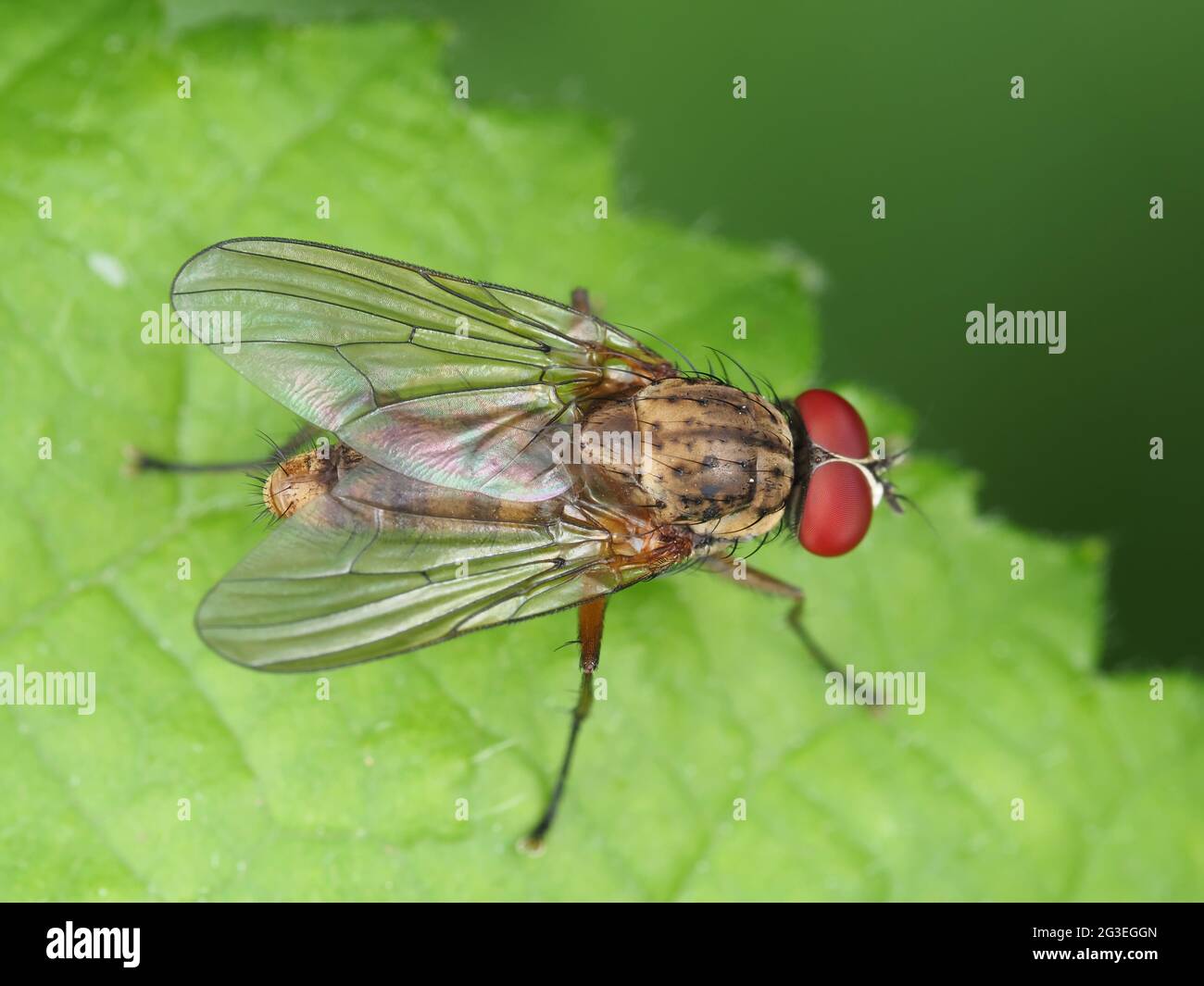 Muscidae fliegen - Insektenmakro Stockfoto