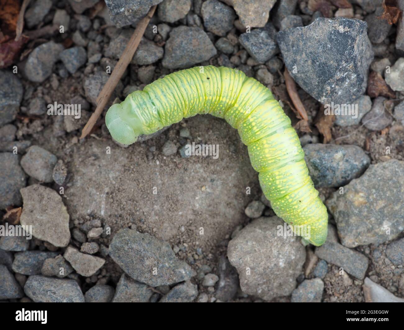 Raupe der Nadata gibbosa - weiß gepunktete, prominente Motte Stockfoto