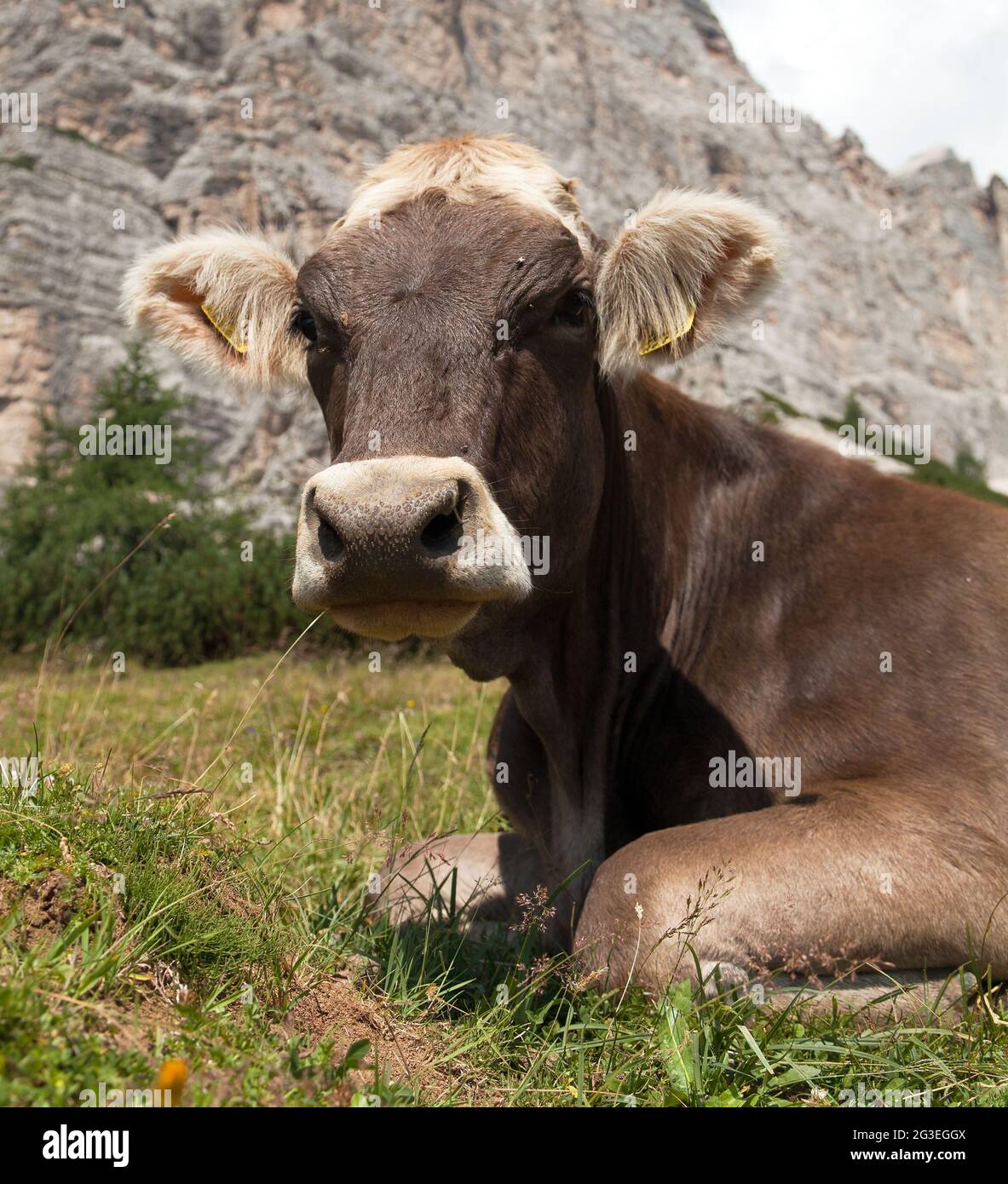 Kopf der braunen Kuh (bos primigenius taurus) mit Kuhglocke unter dem Monte Pelmo, Italien Stockfoto