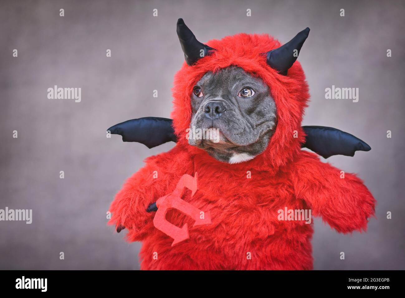 Franzosischer Bulldog Hund Mit Rotem Halloween Teufel Kostum Mit Gefalschten Armen Die Pitchfork Vor Der Dunklen Wand Halten Stockfotografie Alamy