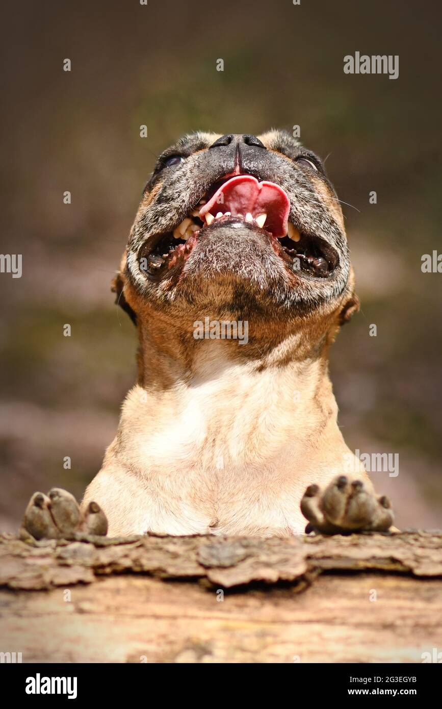 Lustige französische Bulldogge, die über einen umgestürzten Baumstamm schaut Stockfoto
