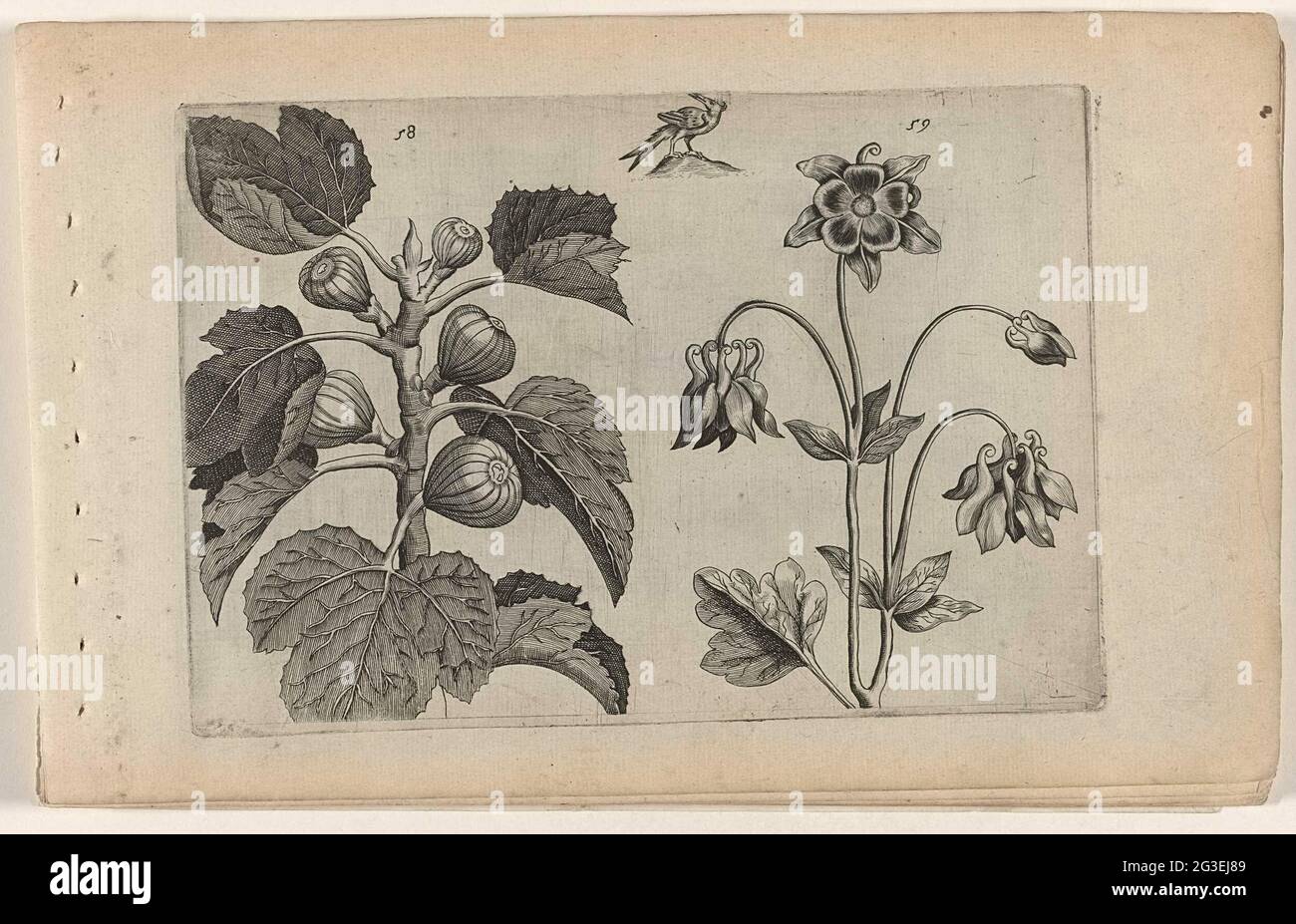 Feigenbaum und wilde Kolumbine; Cognoscite Lilia. Feigenbaum (Ficus Carica) und wilder Akelei (Aquilegia vulgaris), nummeriert 58 und 59. An der Spitze eines Vogels. Stockfoto