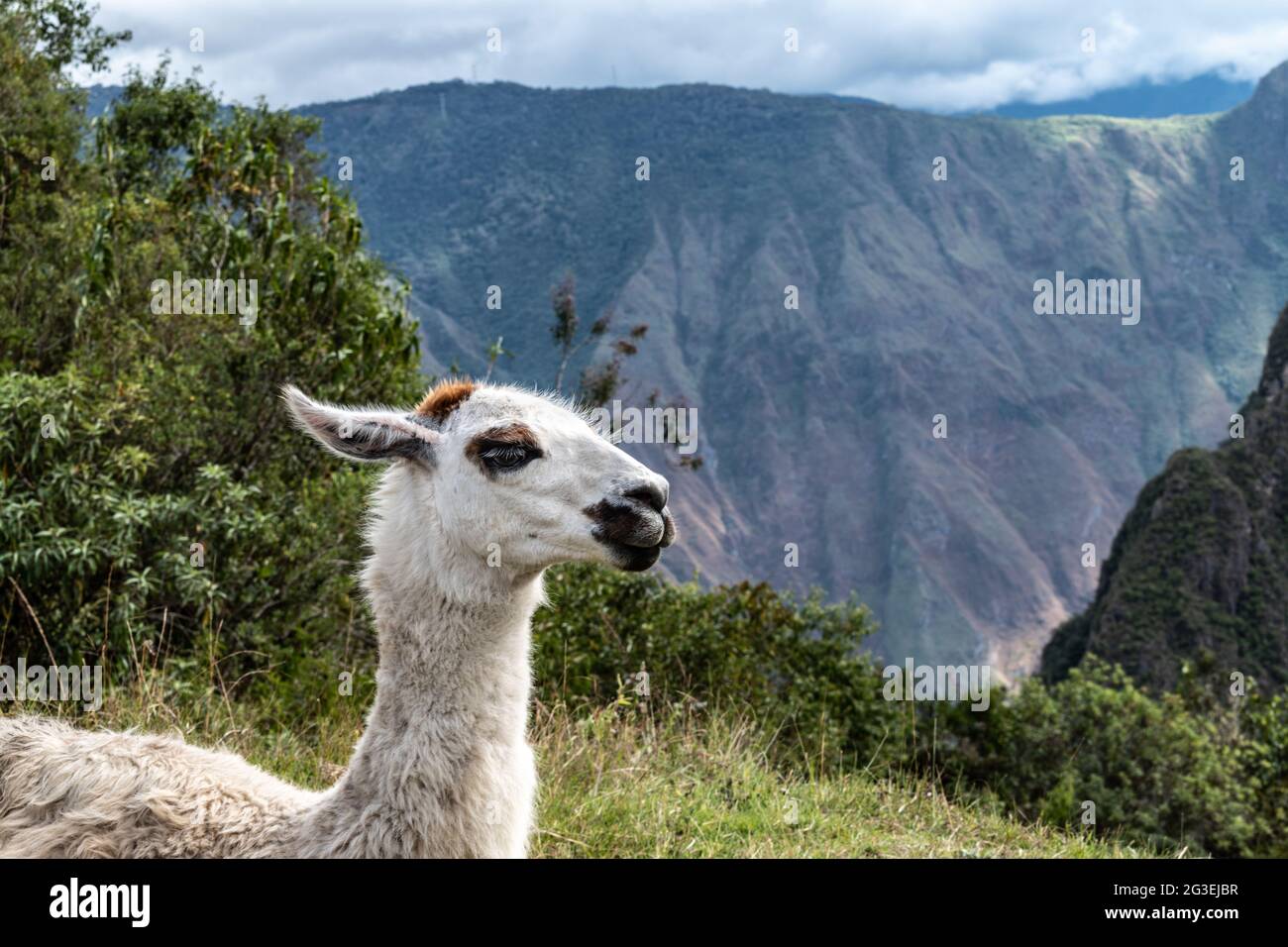 Lama in Machu Picchu, Peru Stockfoto
