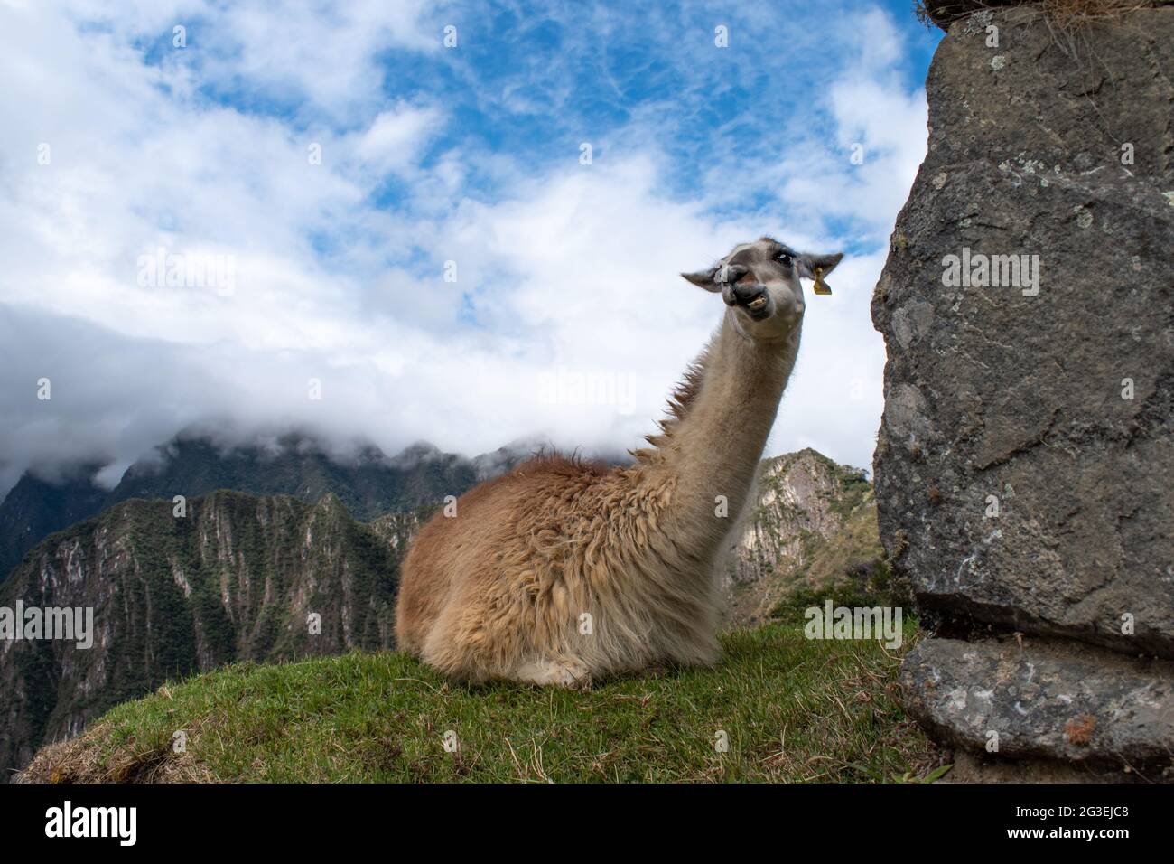 Lama in Machu Picchu, Peru Stockfoto