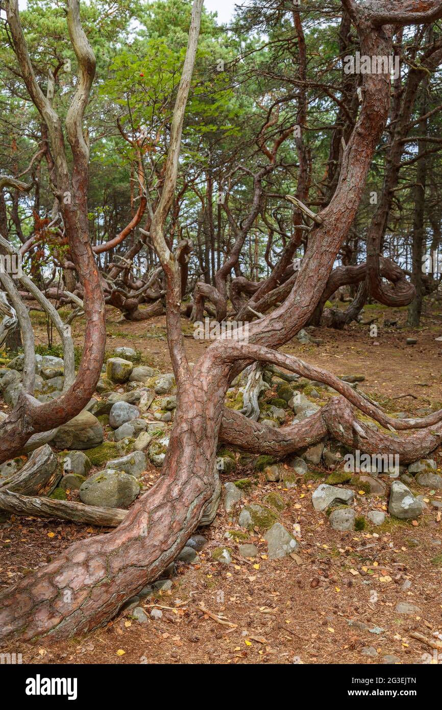 Windgepeitschte Bäume in einem geheimnisvollen Wald Stockfoto