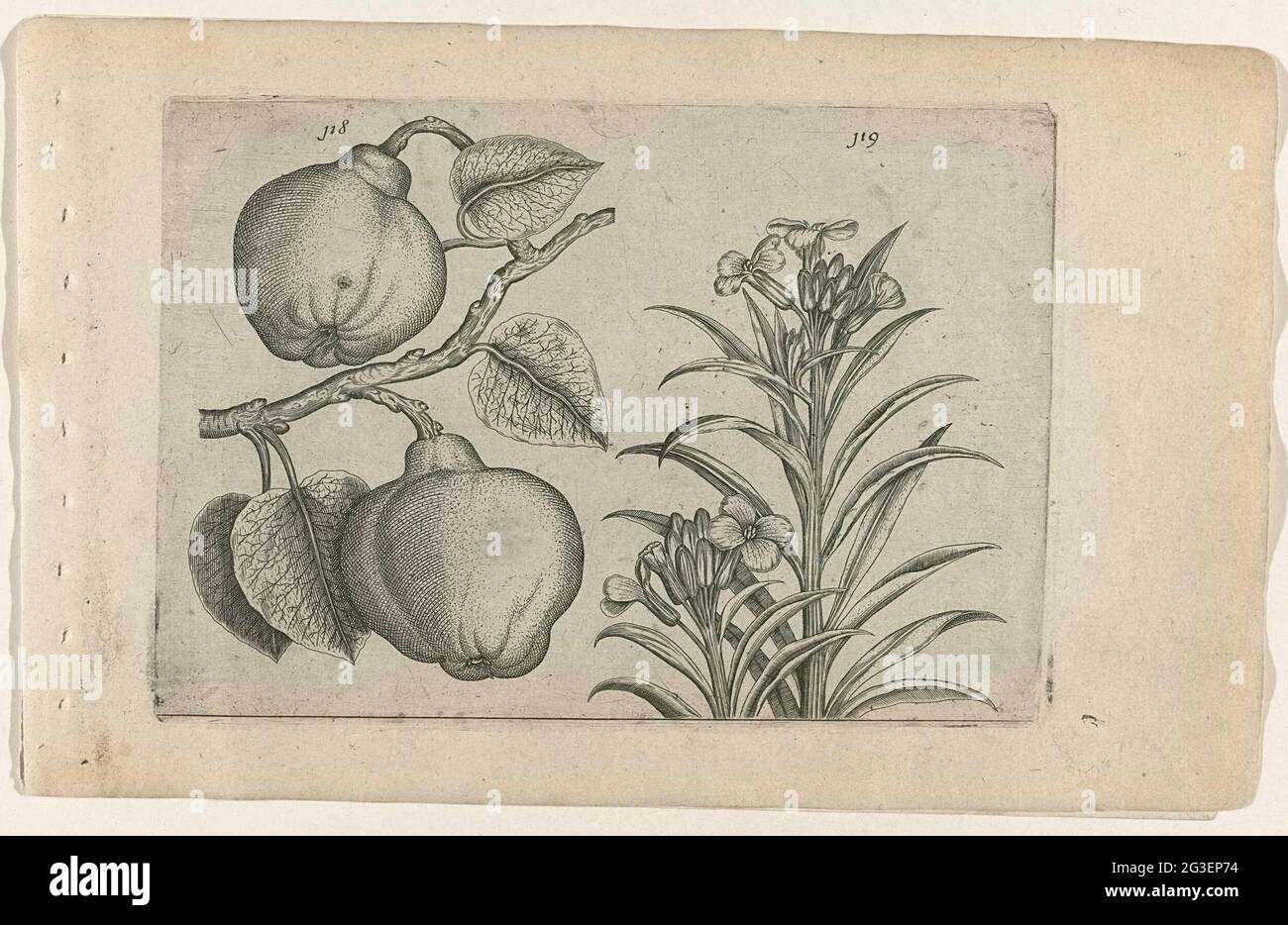 Kweeper und Wandblume; Cognoscite lilia. Keep (Cydonia oblonga) und Wallflower (Erysimum Cheiri), Genumber 118 und 119. Stockfoto