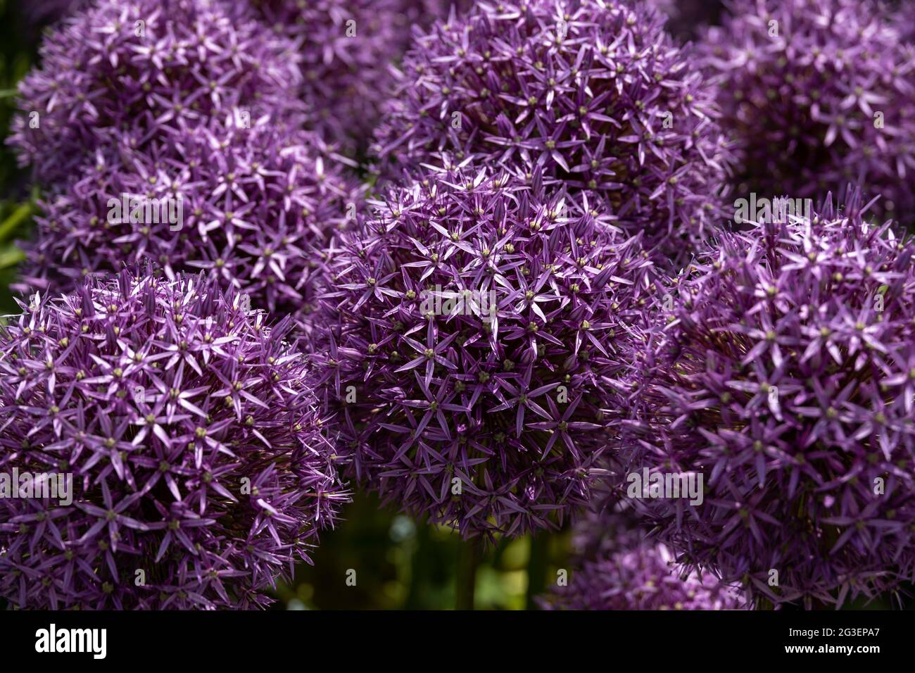 Mauve-Allium-Blütenköpfe Stockfoto