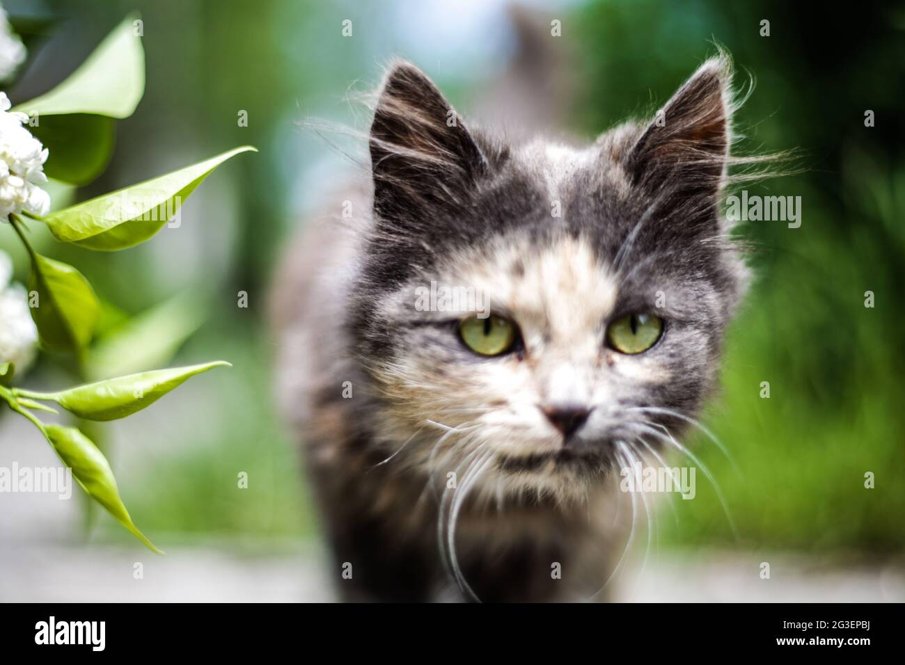 Eine Nahaufnahme einer kleinen Katze Stockfoto