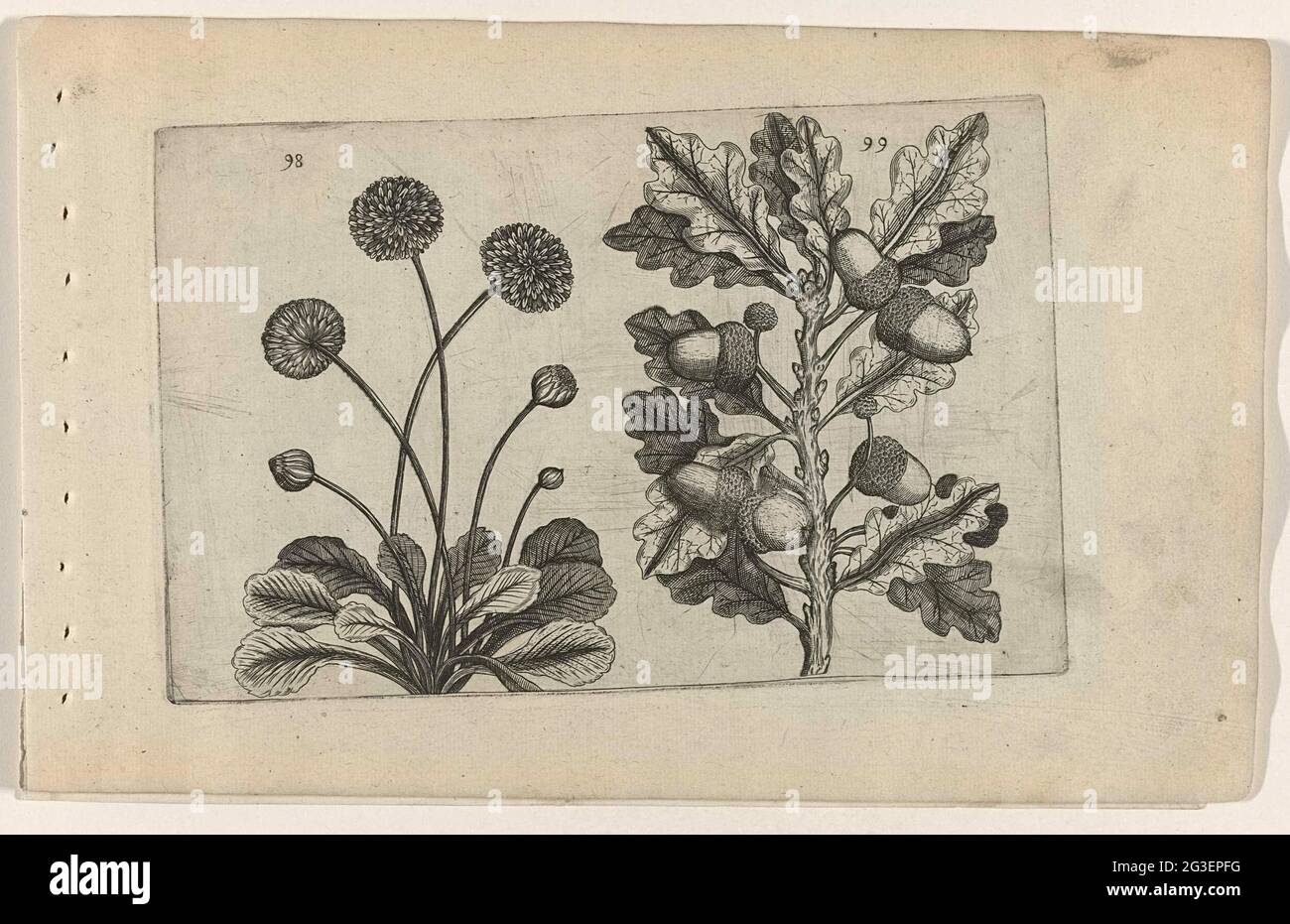 Gänseblümchen und Sommereiche; Cognoscite Lilia. Daisy (Bellis perenis) und Sommereiche (Quercus Robur), nummeriert 98 und 99. Stockfoto