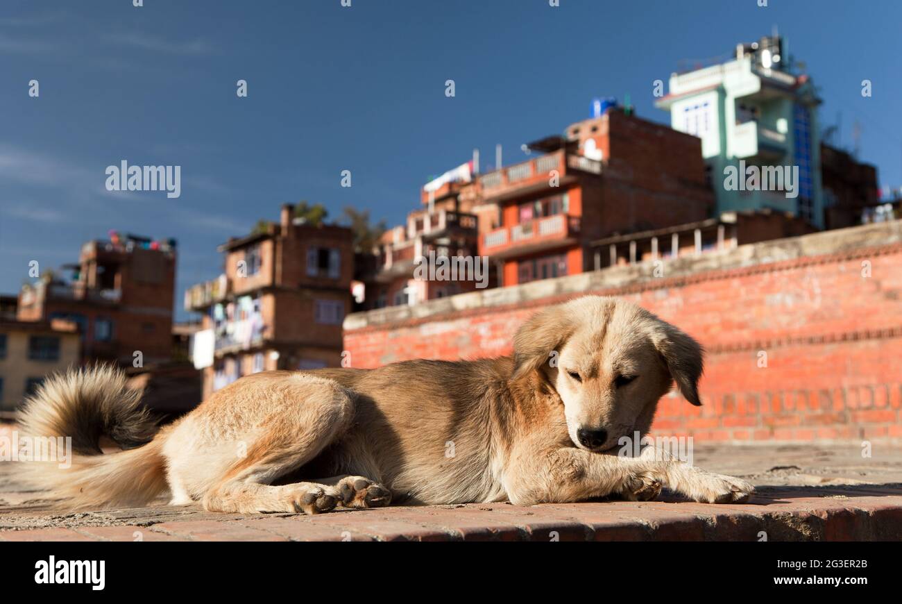 Hund in der Stadt Bhaktapur. Asiatische Städte sind voller wilder Hunde Stockfoto