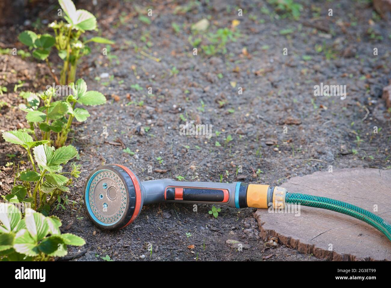Sprinkler für Wasser und ein Gummischlauch, der auf dem Boden im Garten liegt Stockfoto