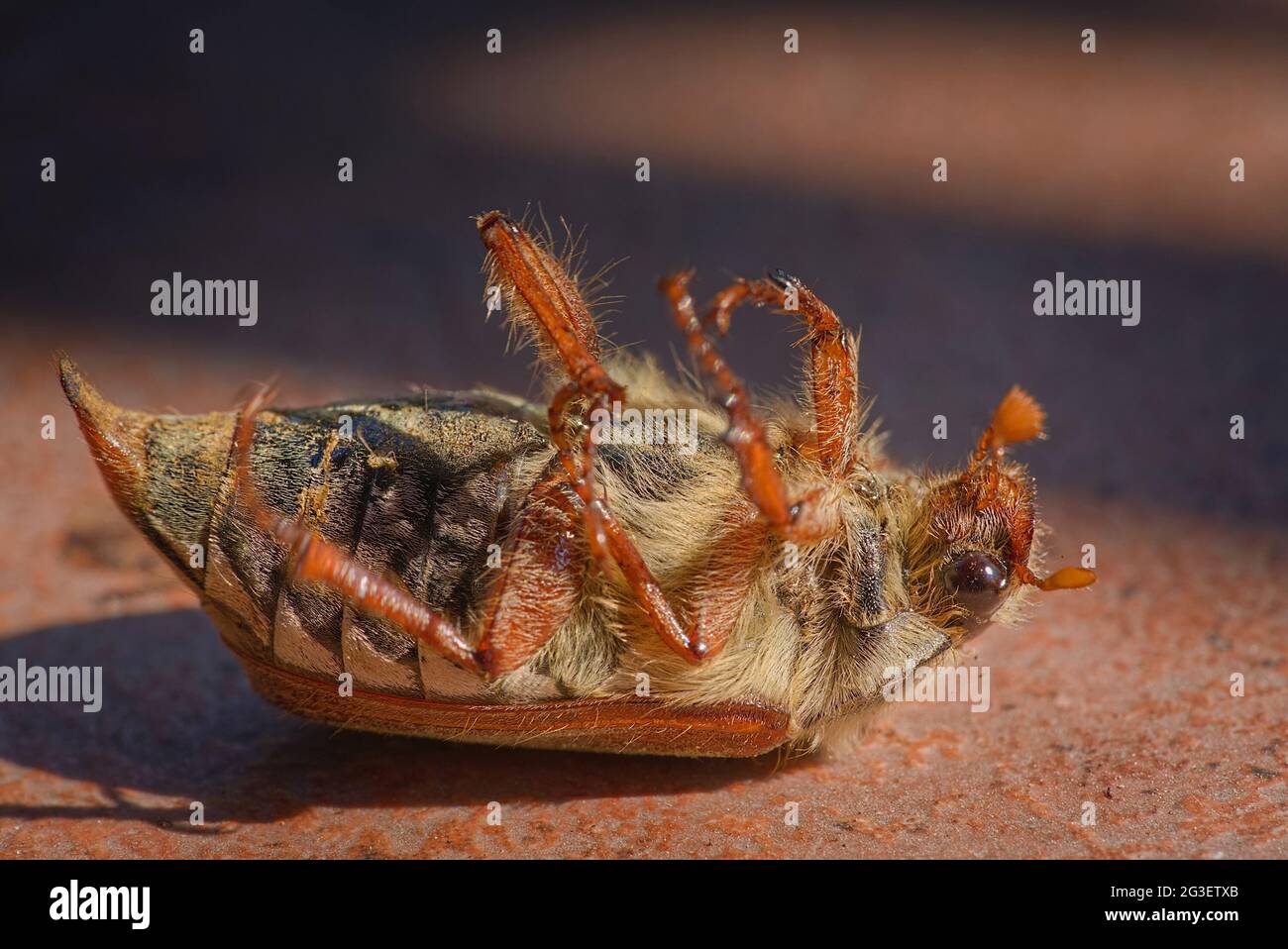 Toter CHRABLE GEMEINER HAHNENKÄFER, der auf dem Rücken auf der Frühlingsterrasse liegt Stockfoto
